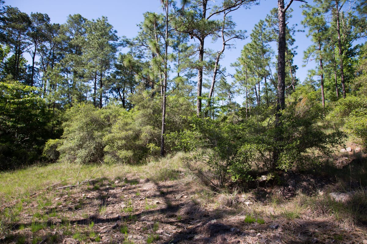 Rayburn Country Tract 205 photo 3