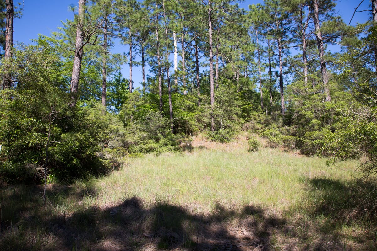 Rayburn Country Tract 205 photo 4