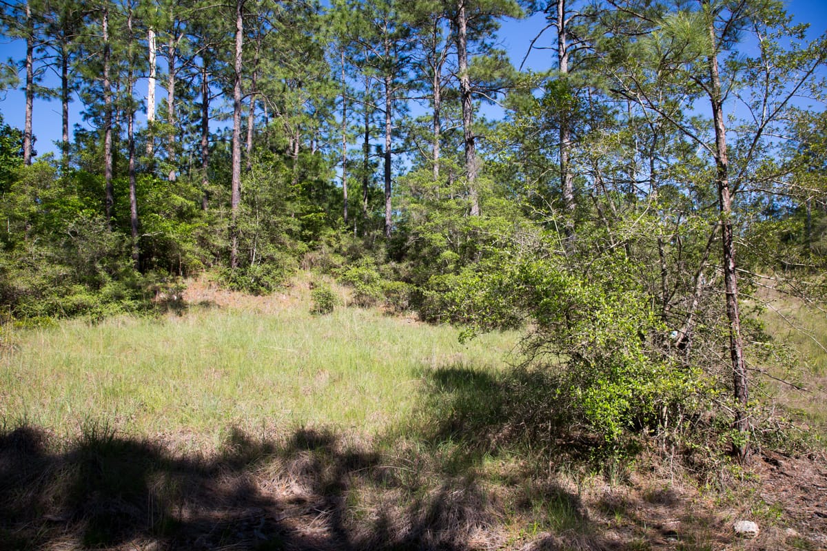 Rayburn Country Tract 205 photo 5