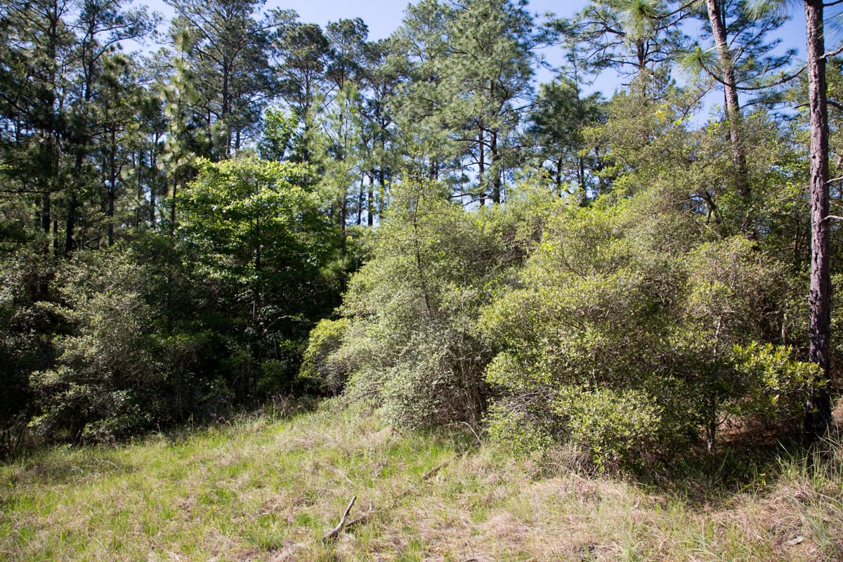 Rayburn Country Tract 205 photo 6