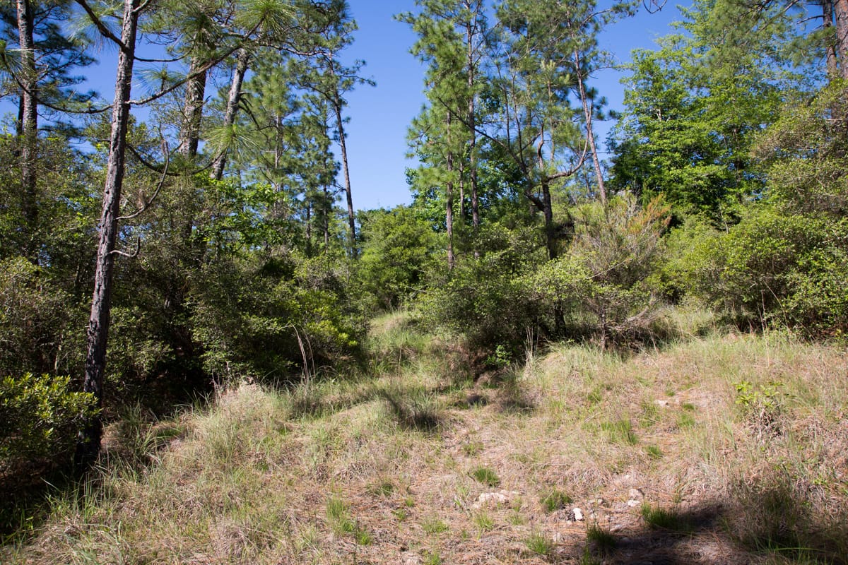 Rayburn Country Tract 205 photo 7