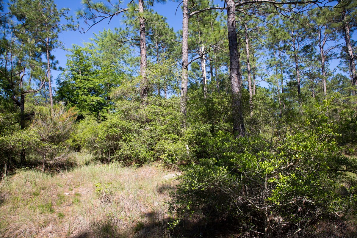 Rayburn Country Tract 205 photo 8