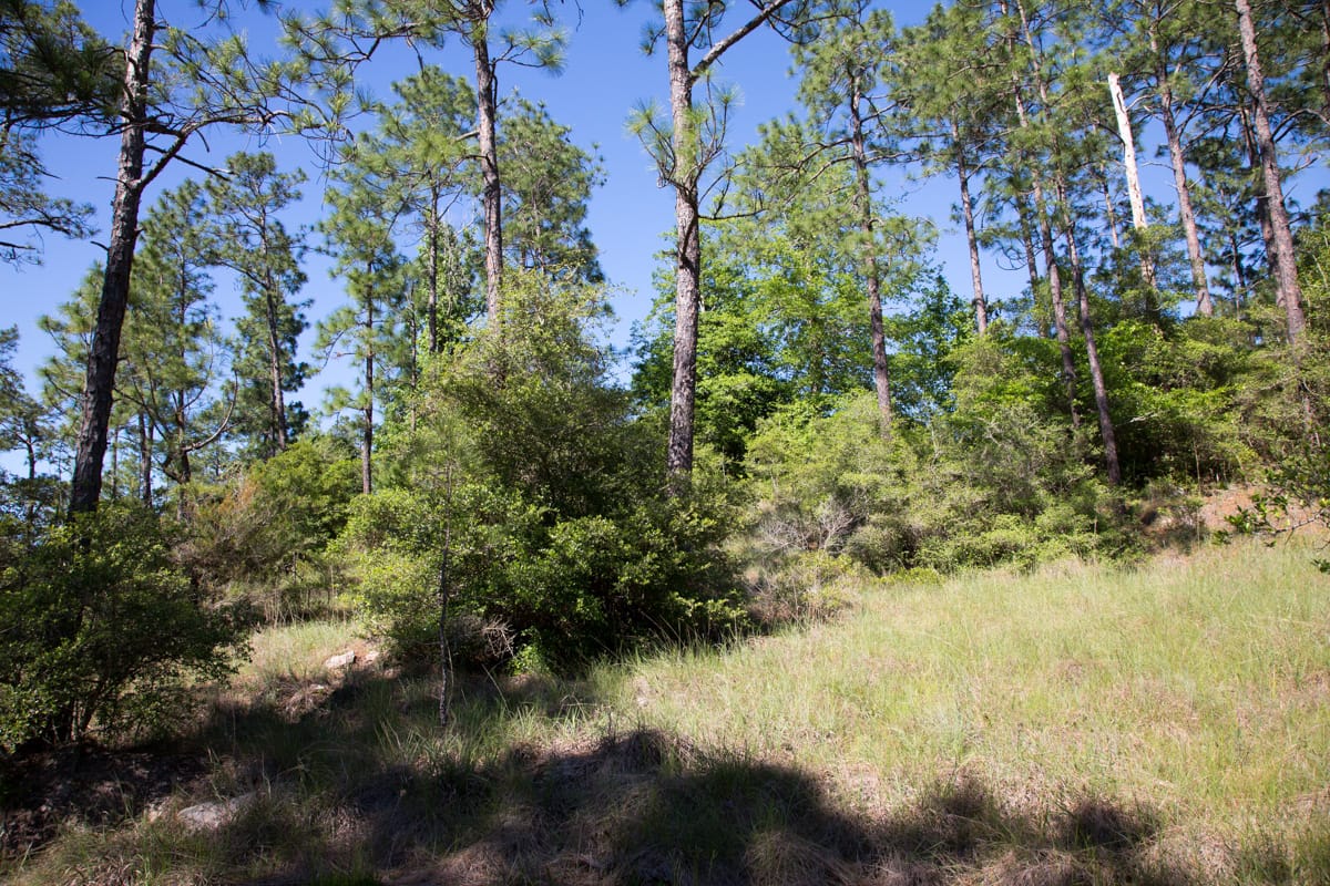 Rayburn Country Tract 205 photo 9