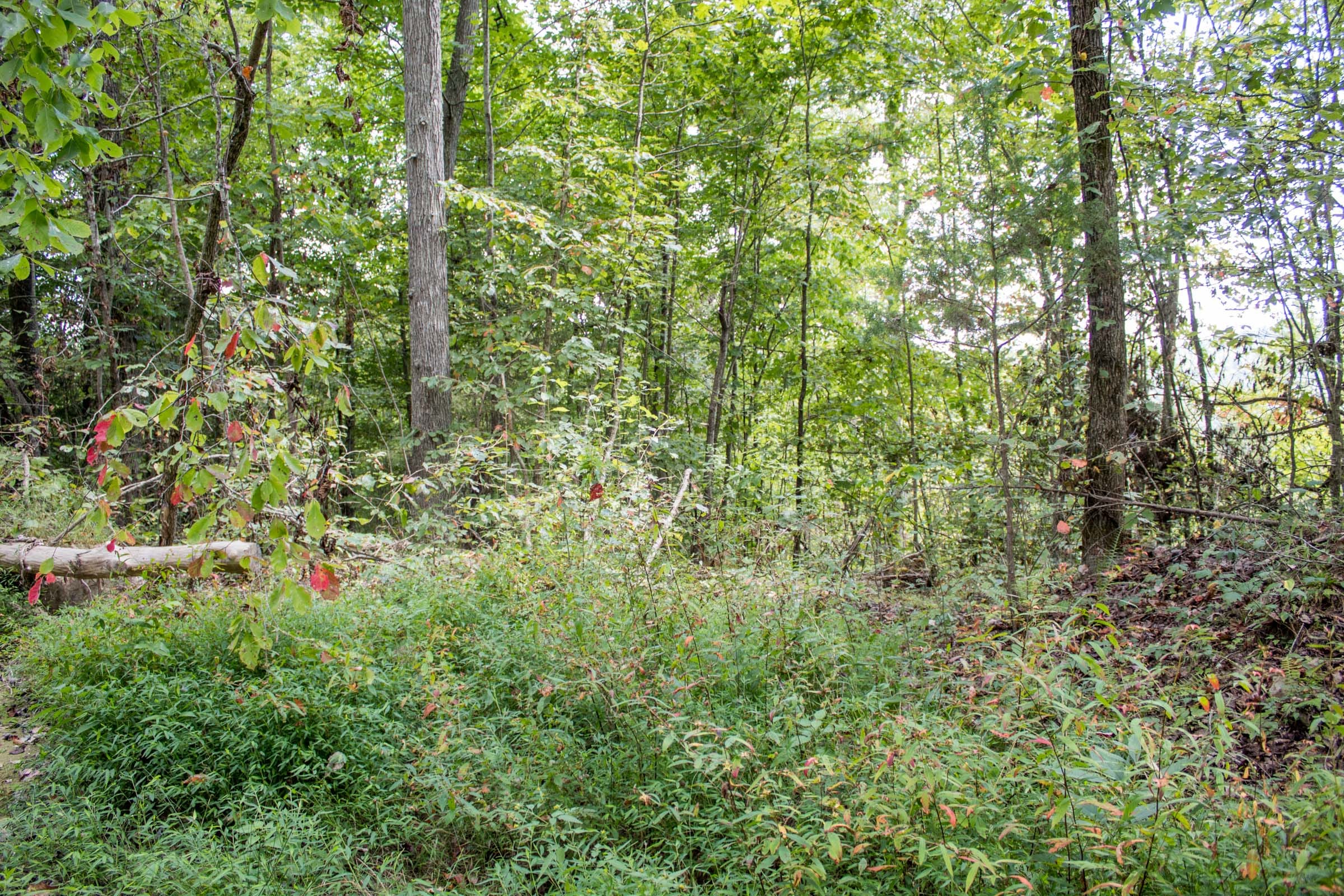 Buck Run Ridge Tract 10 photo 2