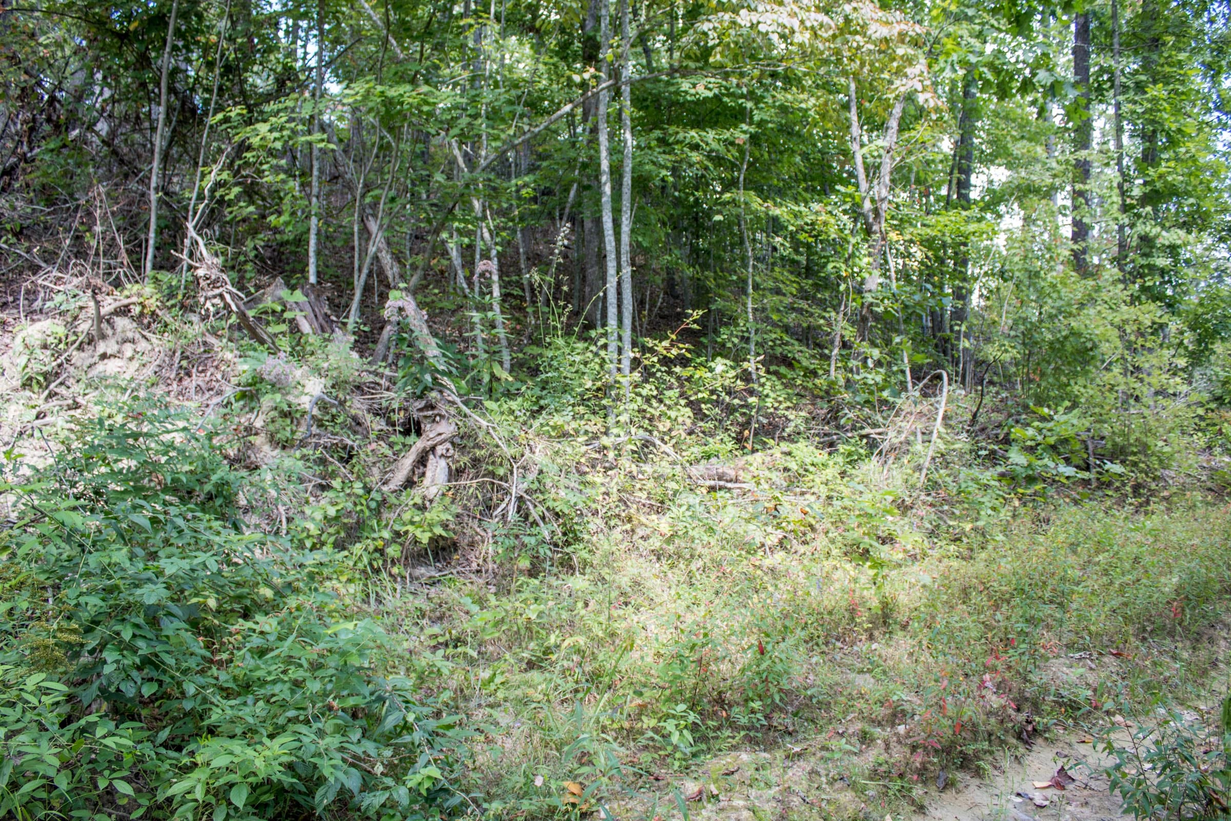 Buck Run Ridge Tract 10 photo 3