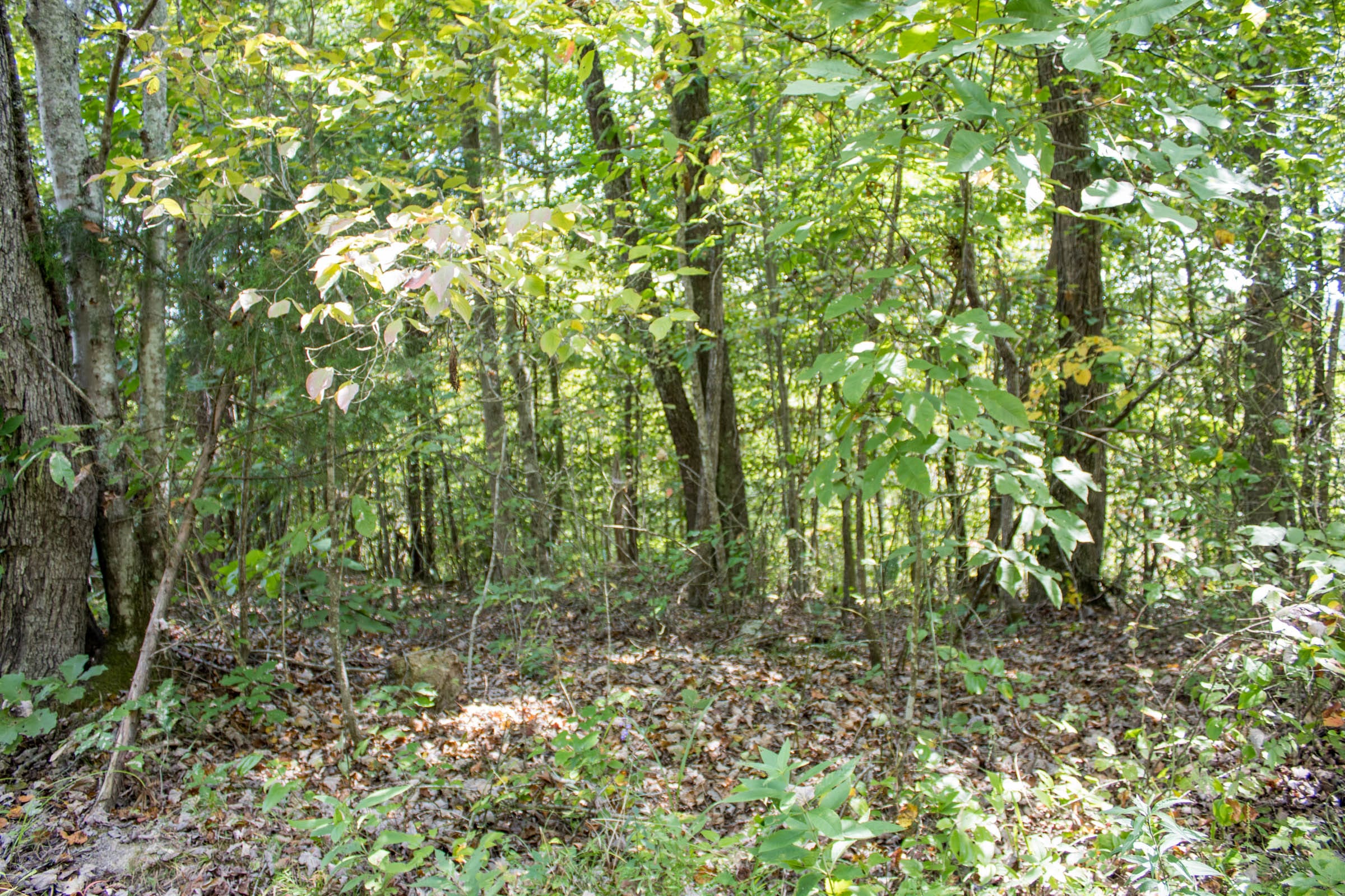 Buck Run Ridge Tract 10 photo 6