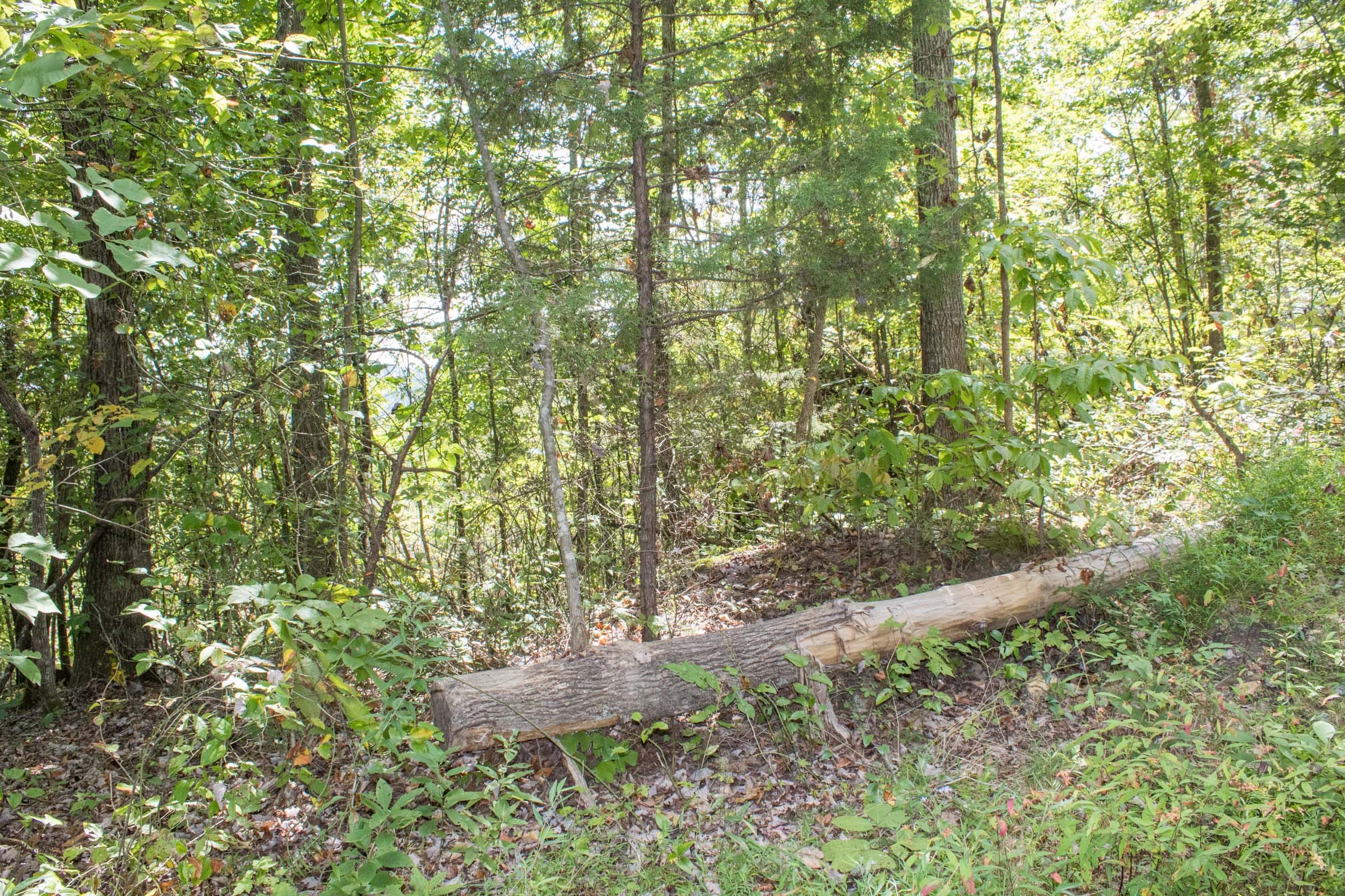 Buck Run Ridge Tract 10 photo 7
