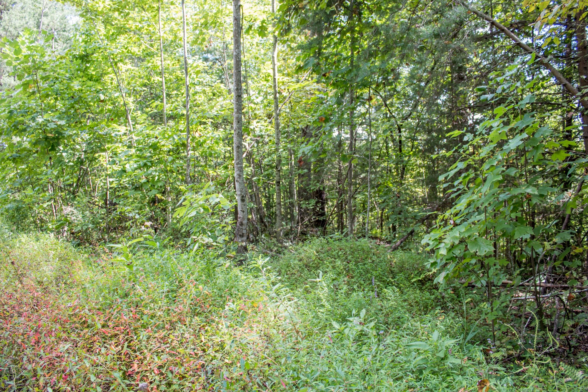 Buck Run Ridge Tract 10 photo 8