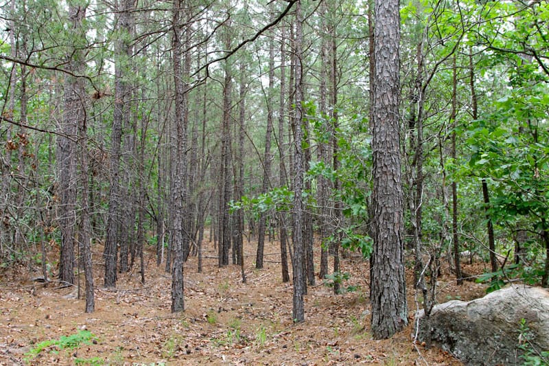 Trophy Ridge Phase II Tract 97 photo 3