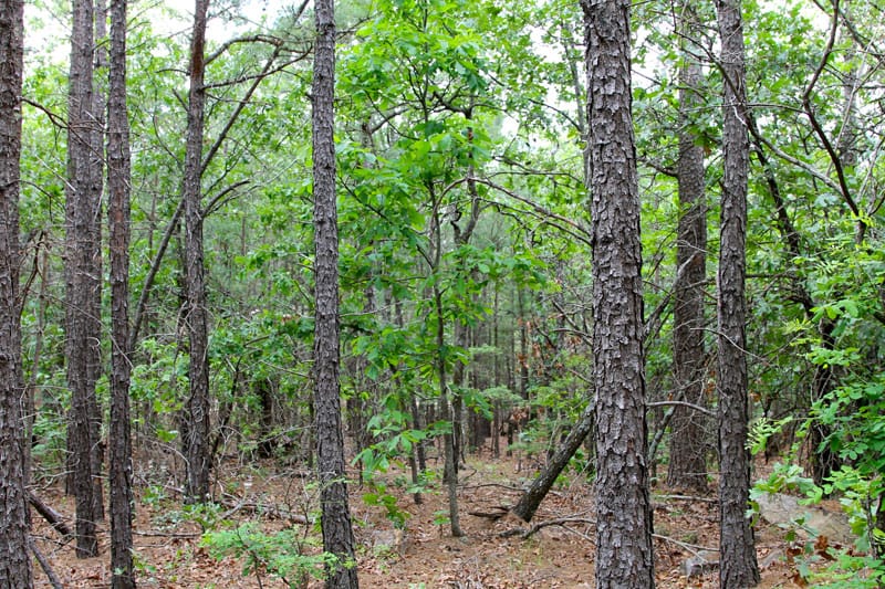 Trophy Ridge Phase II Tract 97 photo 4