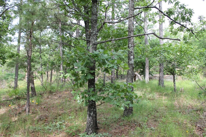 Indian Ridge – Phase II Tract 70 photo 10