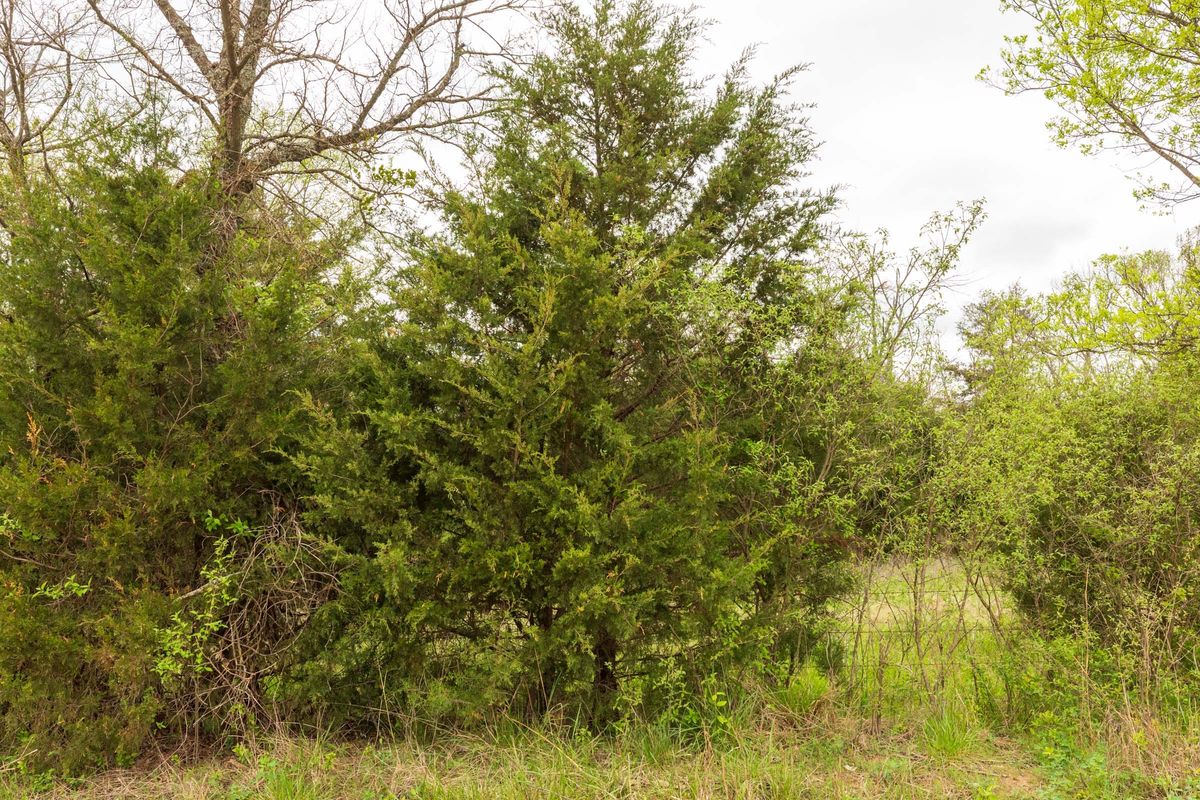 Moonrise Meadows Tract 25 photo 4