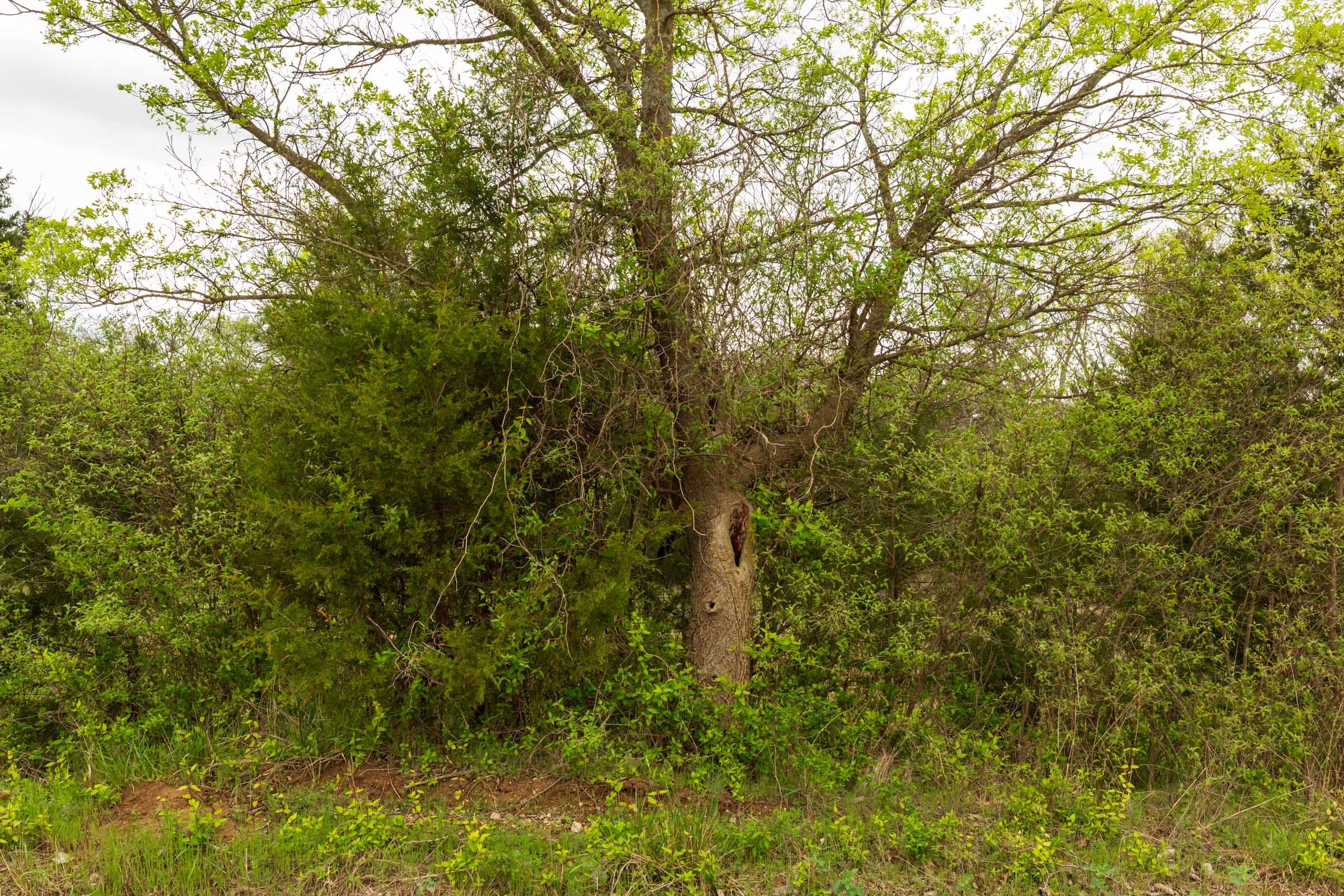 Moonrise Meadows Tract 25 photo 8