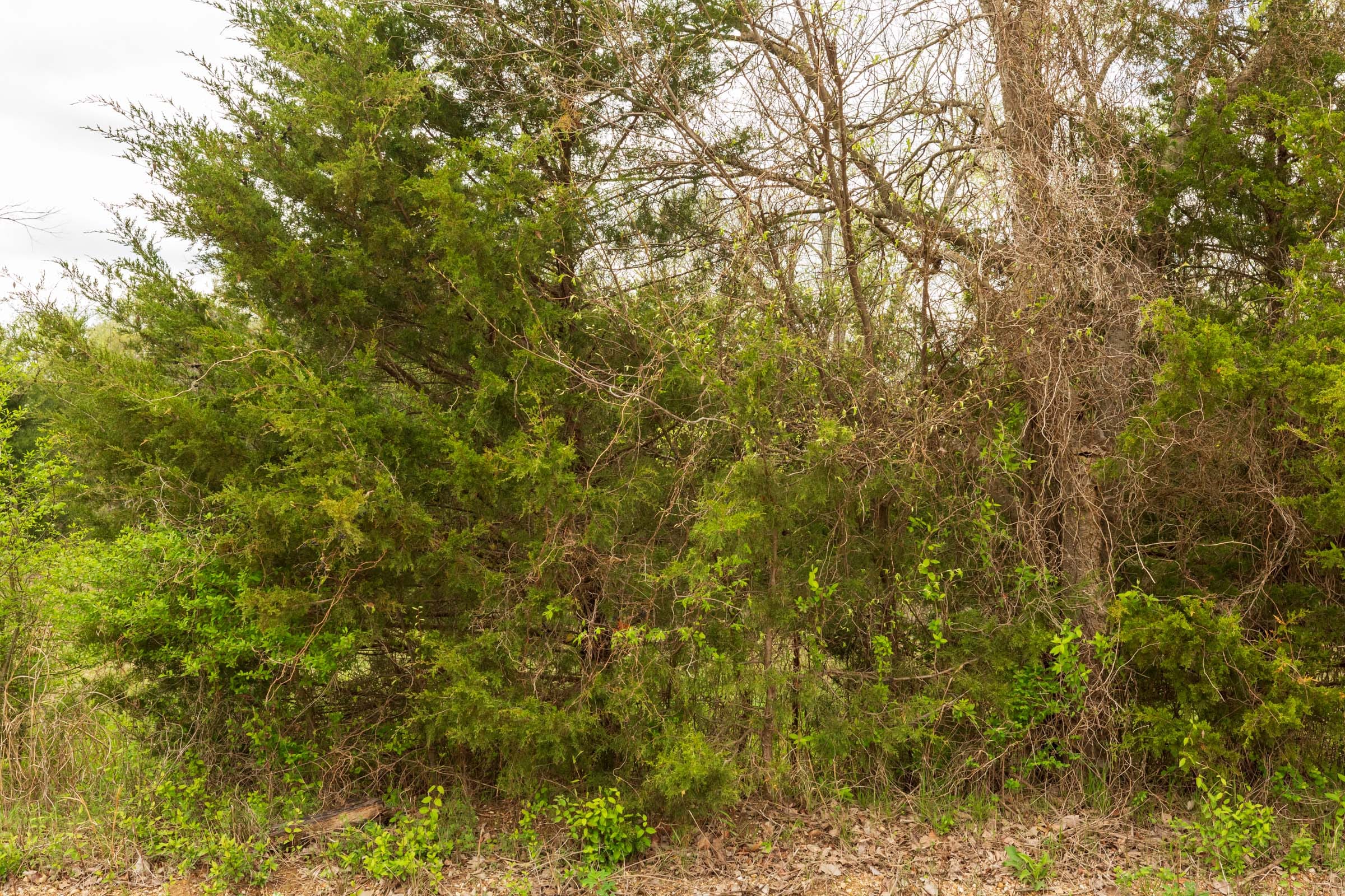 Moonrise Meadows Tract 25 photo 13