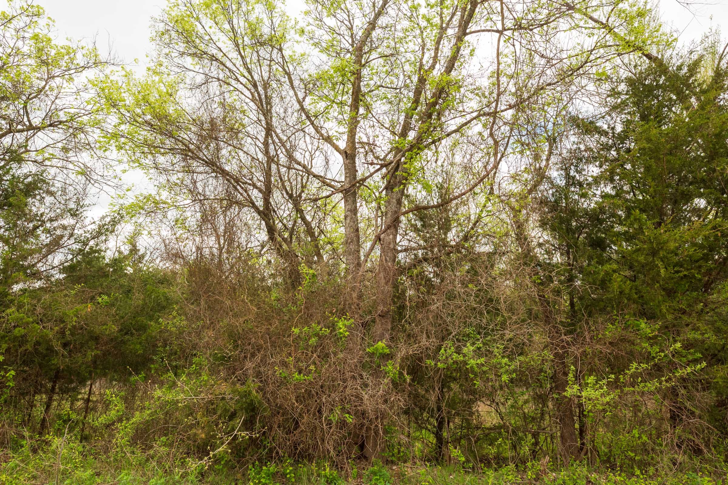 Moonrise Meadows Tract 25 photo 16