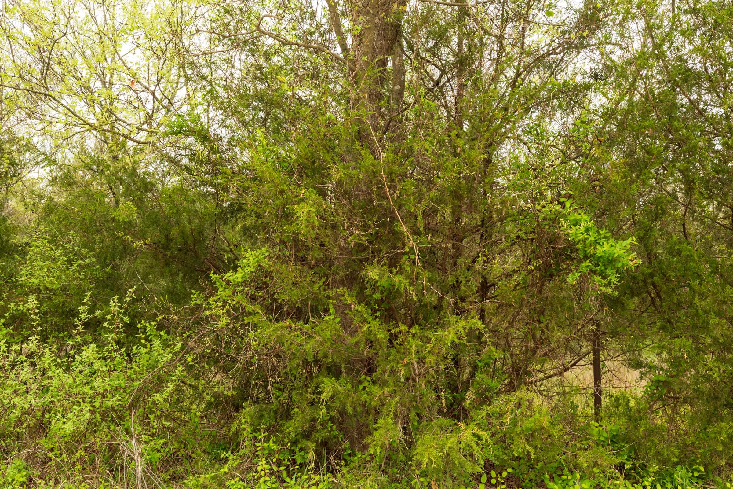 Moonrise Meadows Tract 25 photo 19