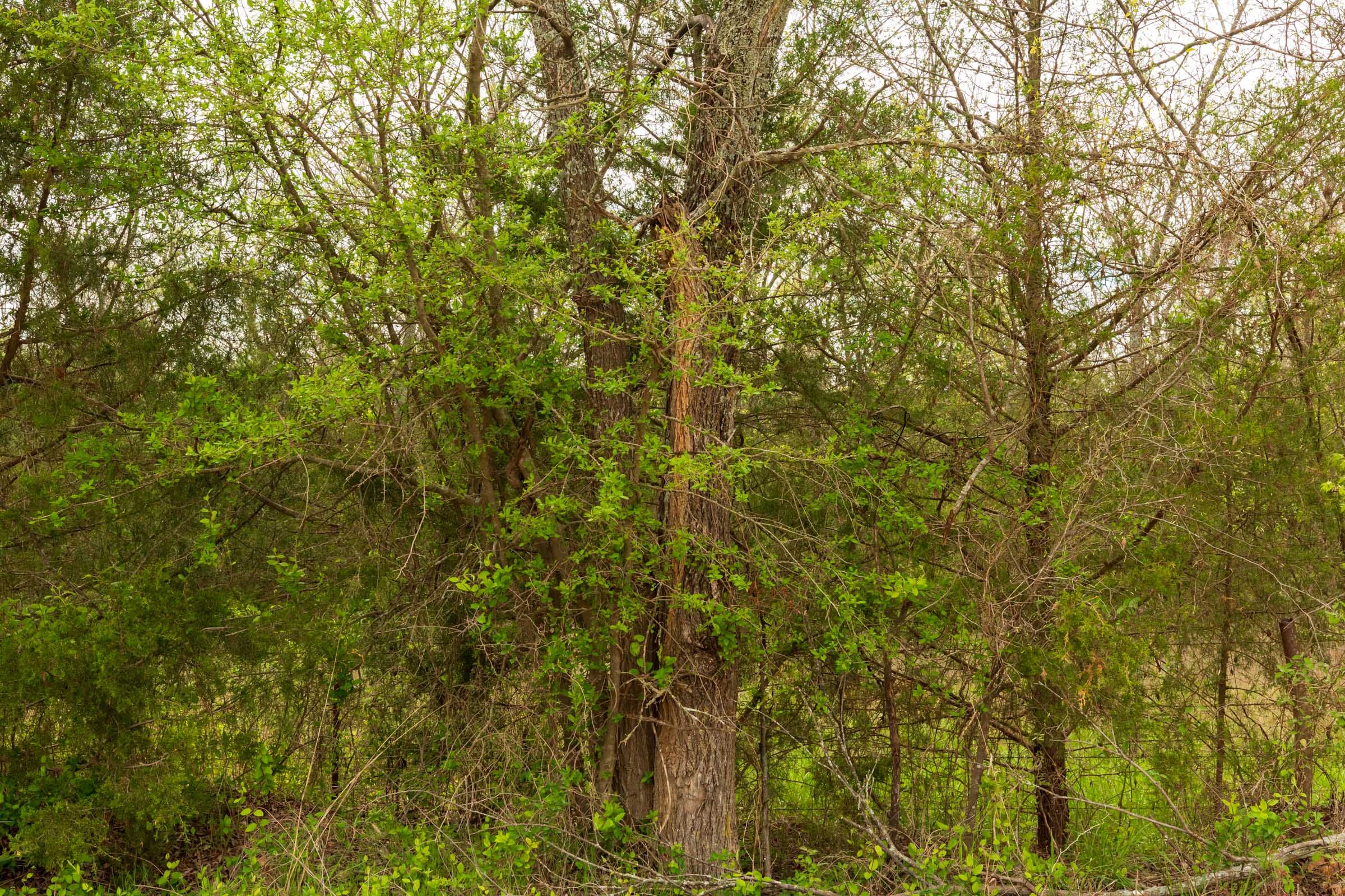 Moonrise Meadows Tract 25 photo 18