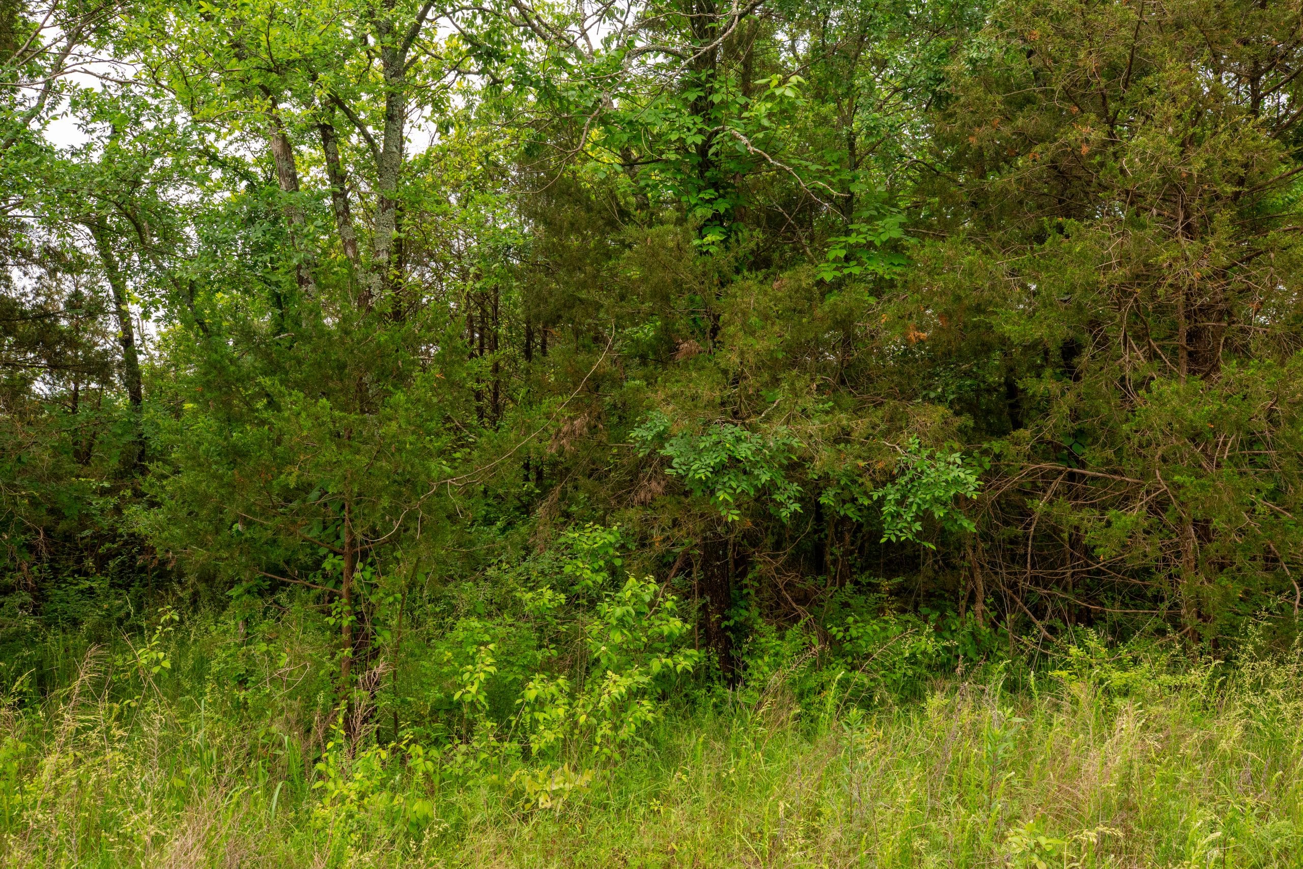 Moonrise Meadows Tract 25 photo 15