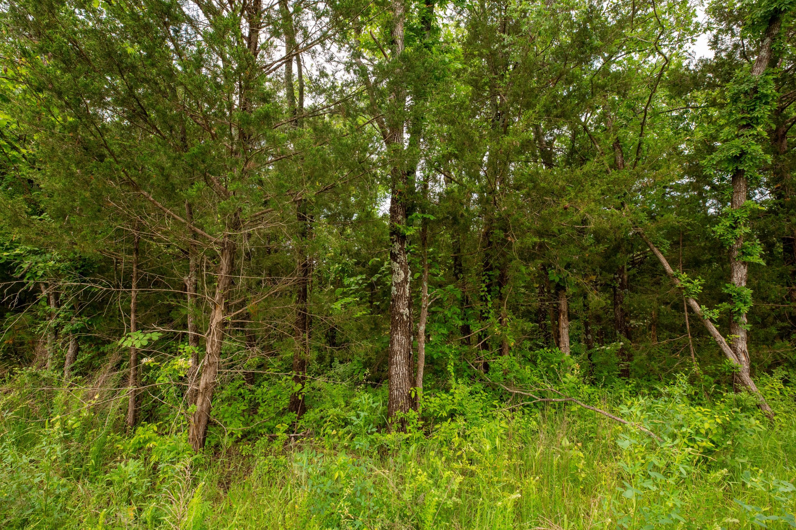 Moonrise Meadows Tract 25 photo 12