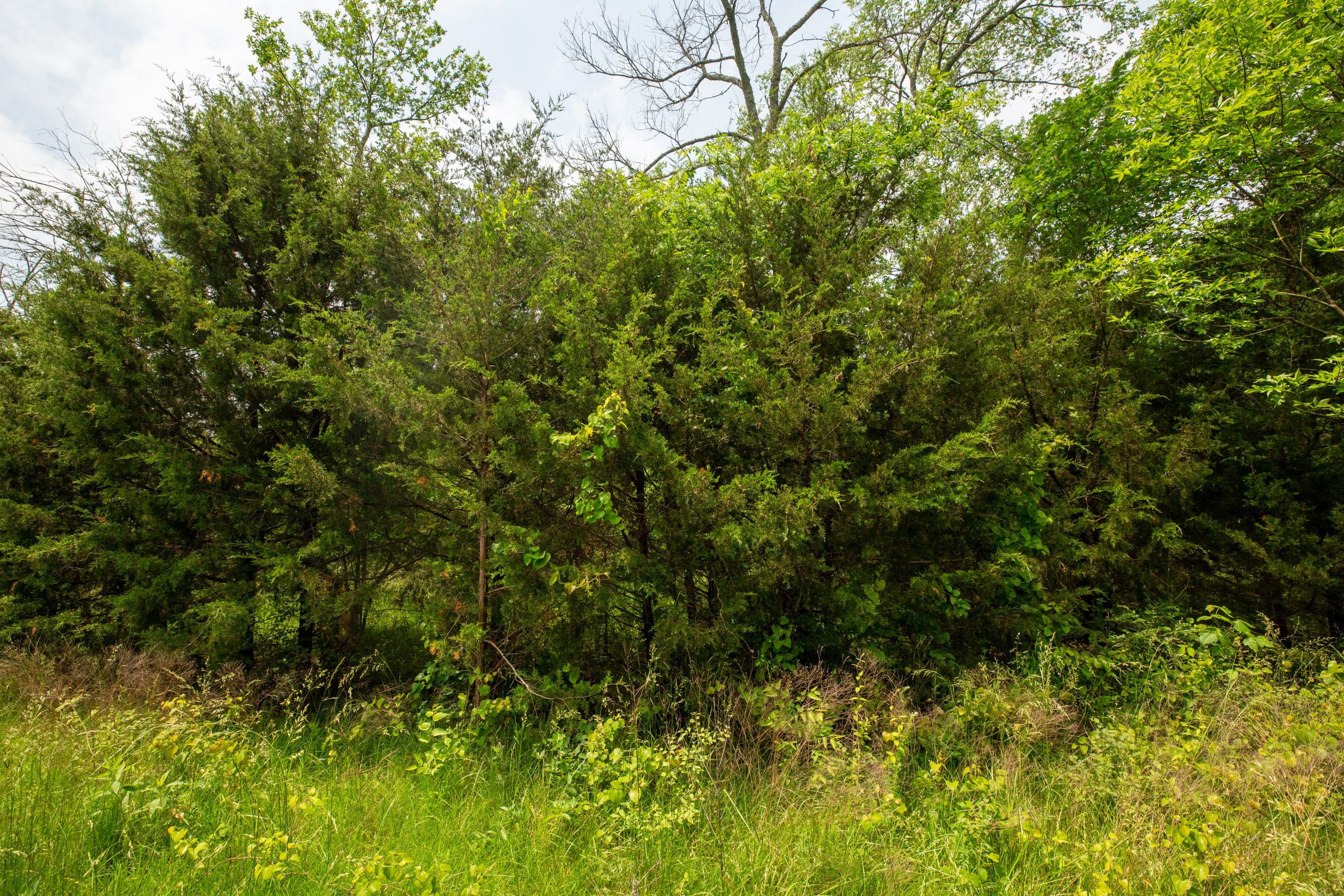 Moonrise Meadows Tract 25 photo 25