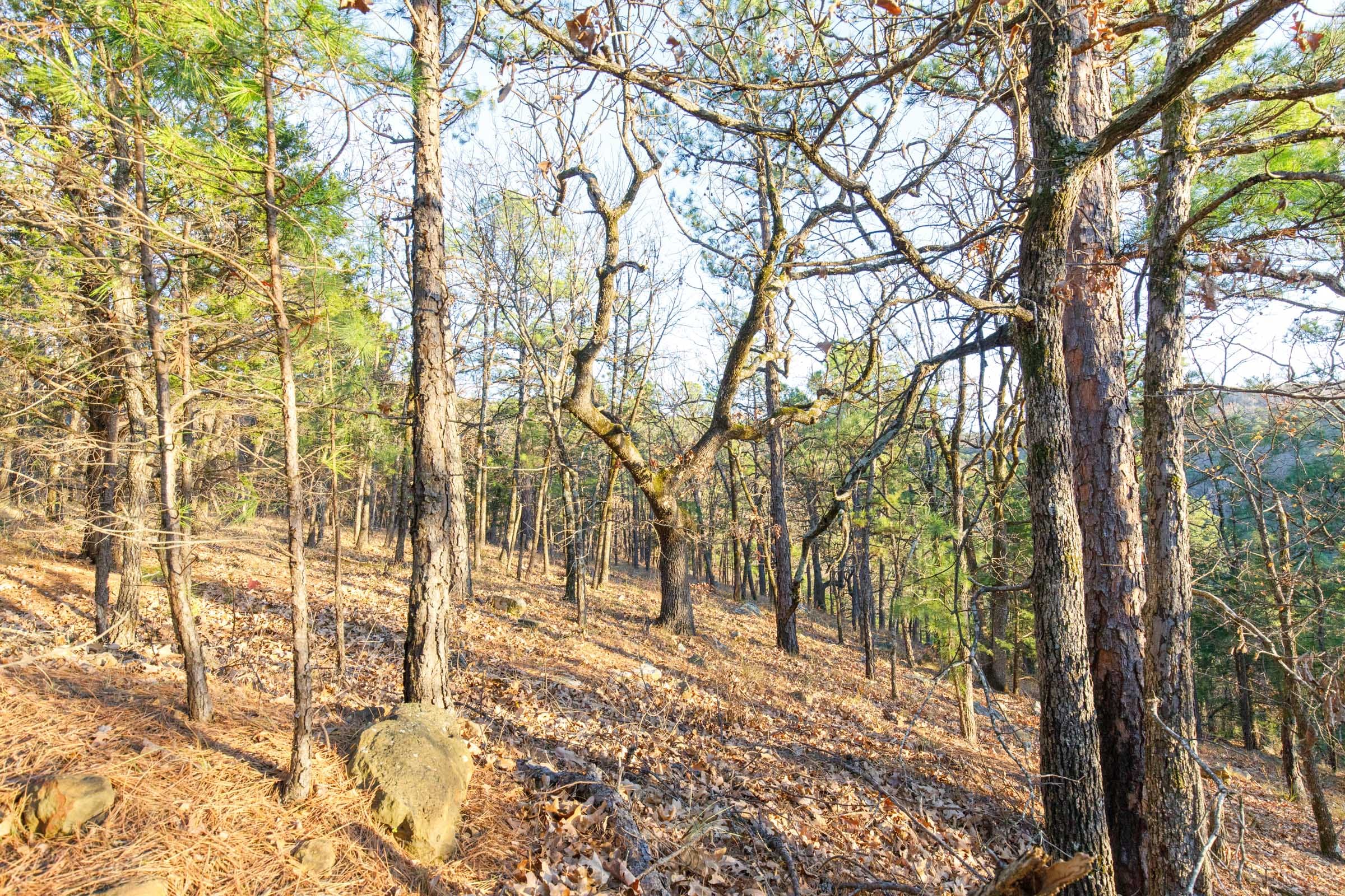 Stone Bridge Phase II Tract 120 photo 6