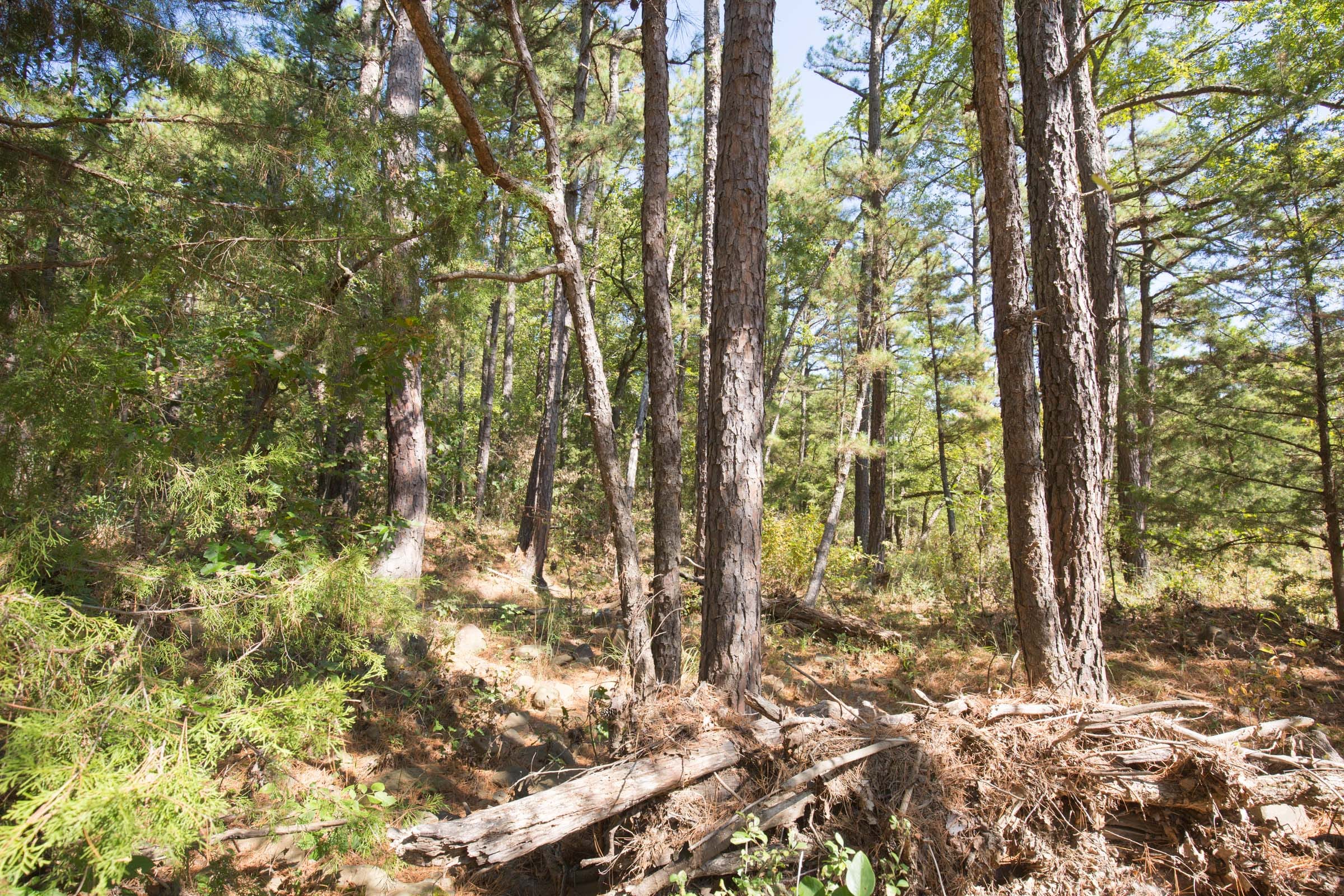 Stone Bridge Phase I Tract 15 photo 17