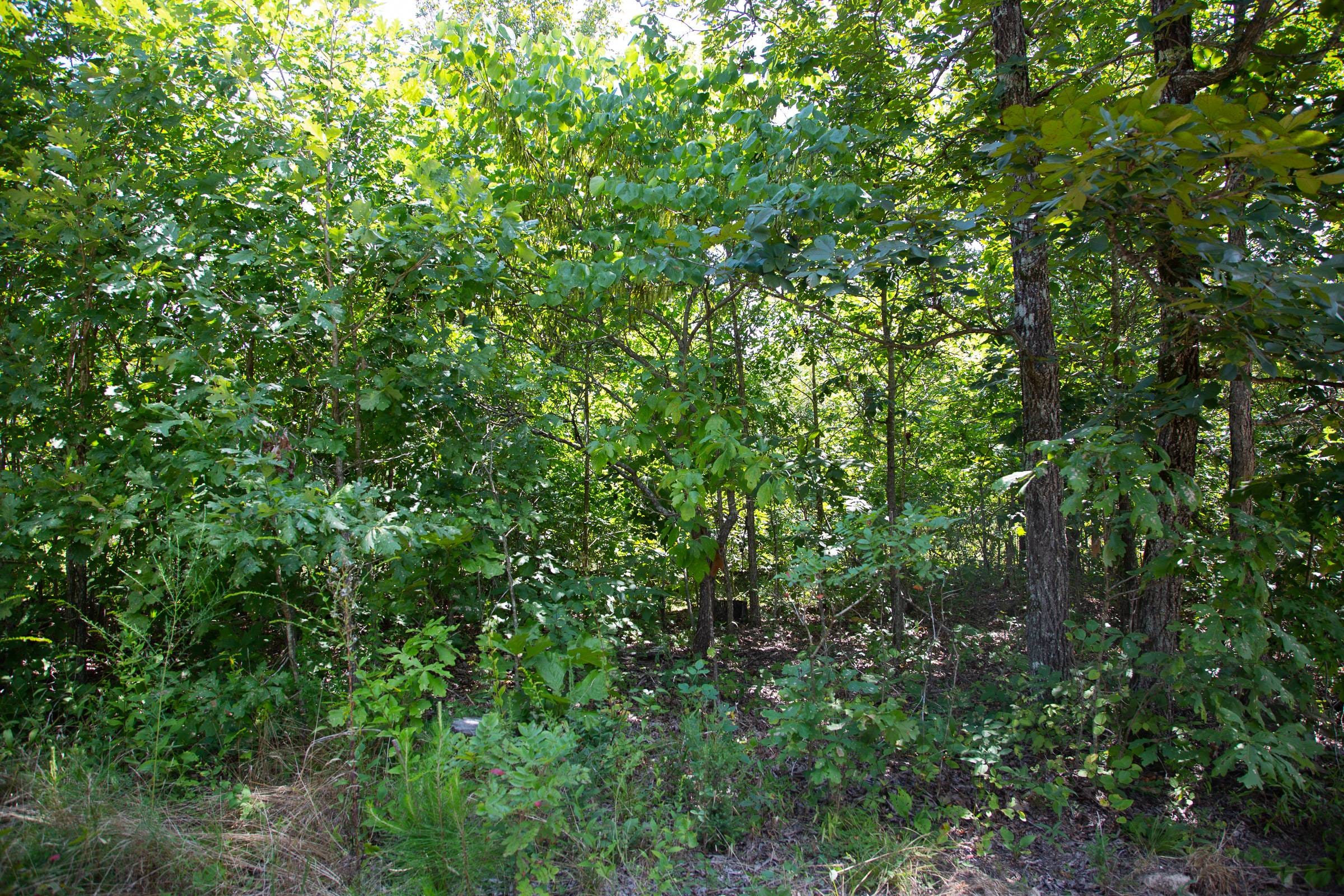 Borgmann’s Hollow Phase I Tract 3 photo 3