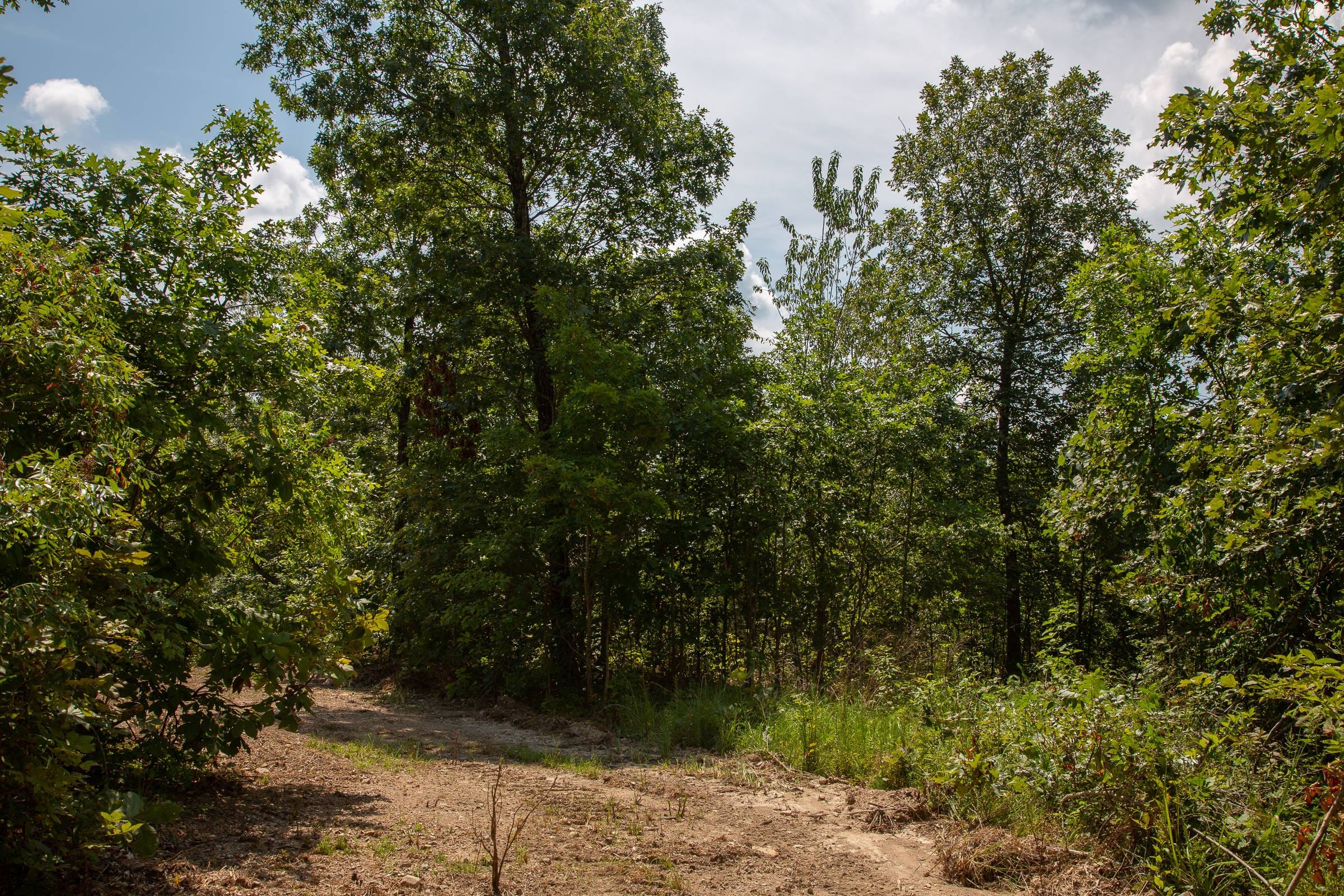 Borgmann’s Hollow Phase I Tract 3 photo 7