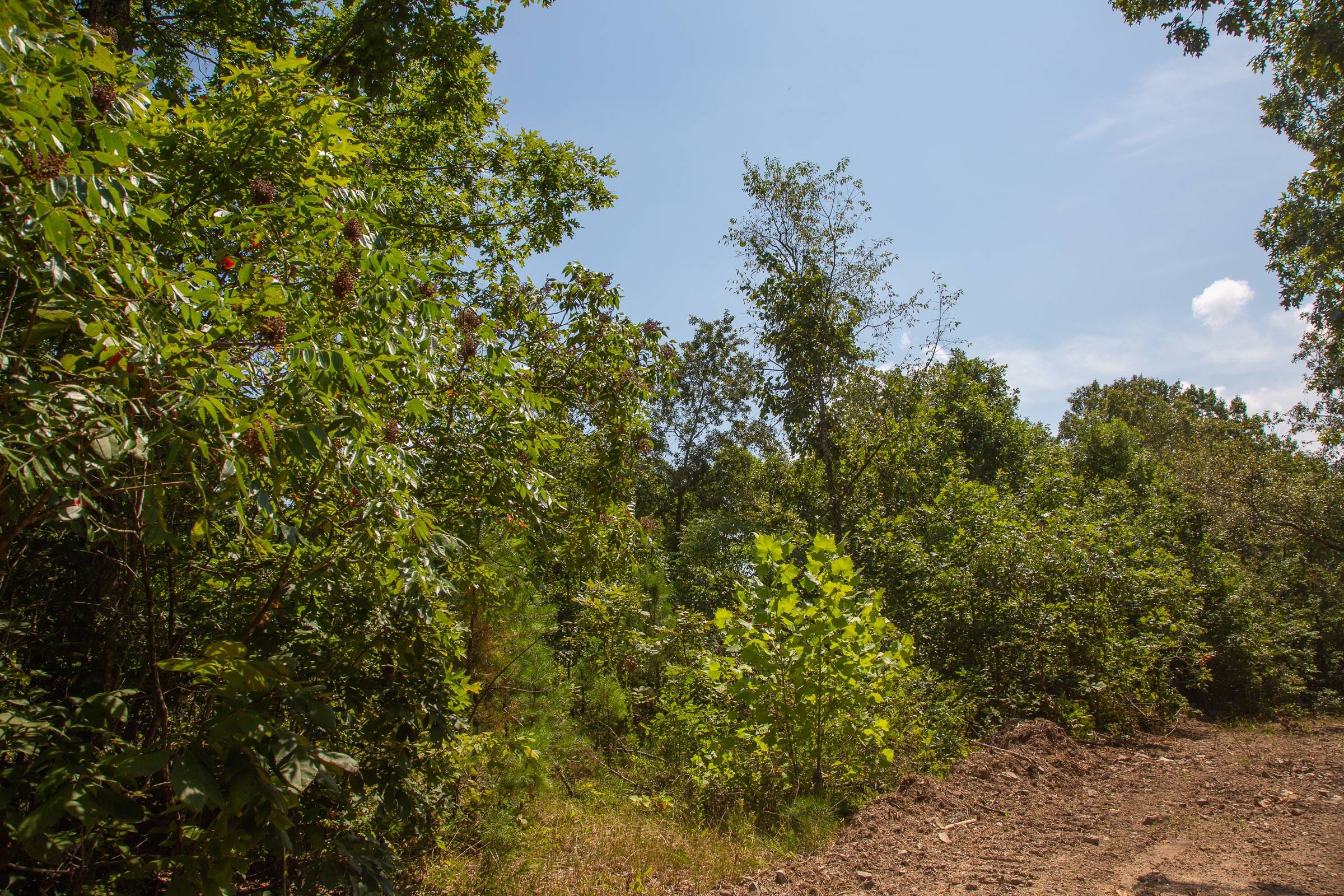 Borgmann’s Hollow Phase I Tract 3 photo 4