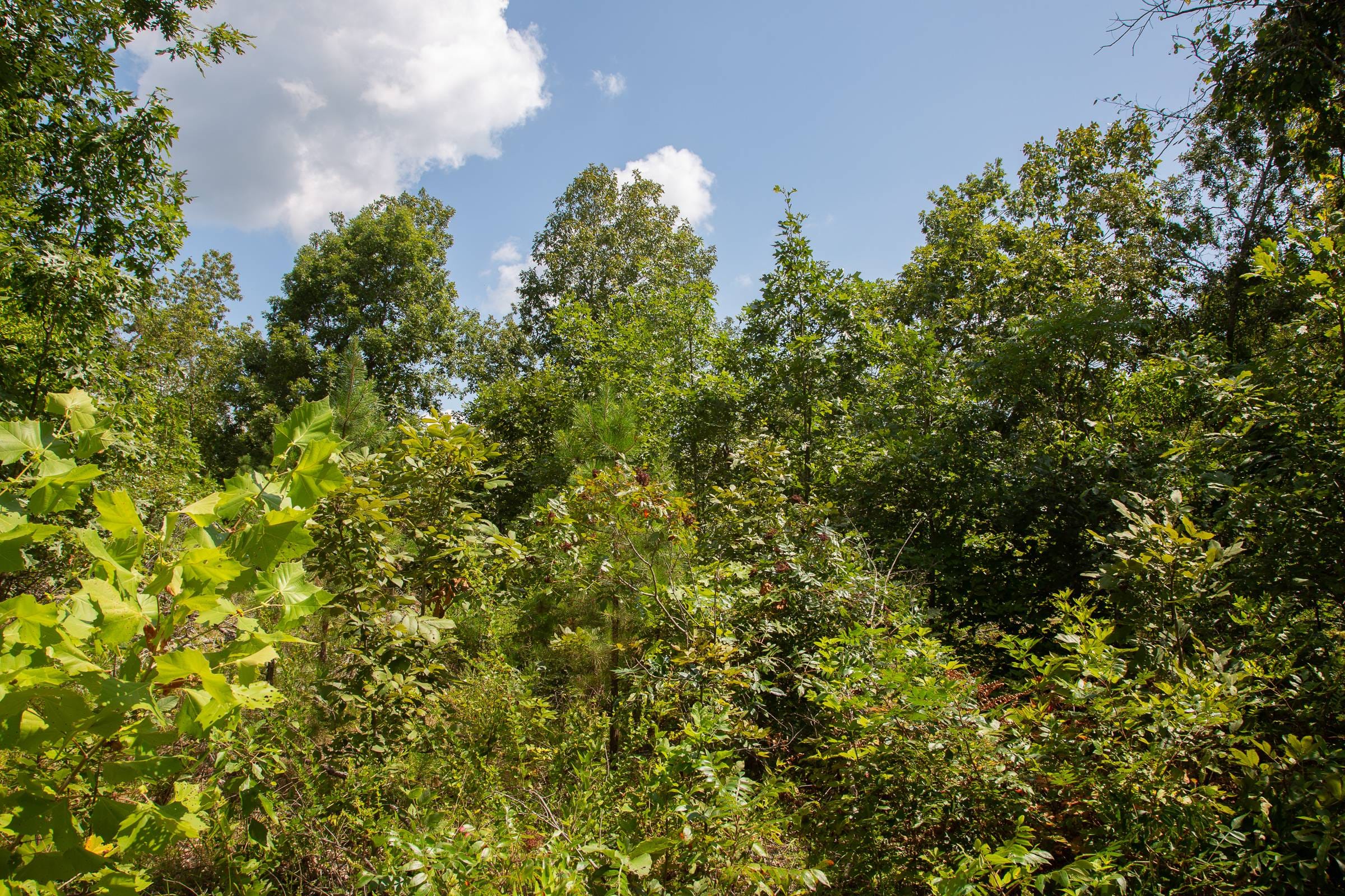 Borgmann’s Hollow Phase I Tract 3 photo 5