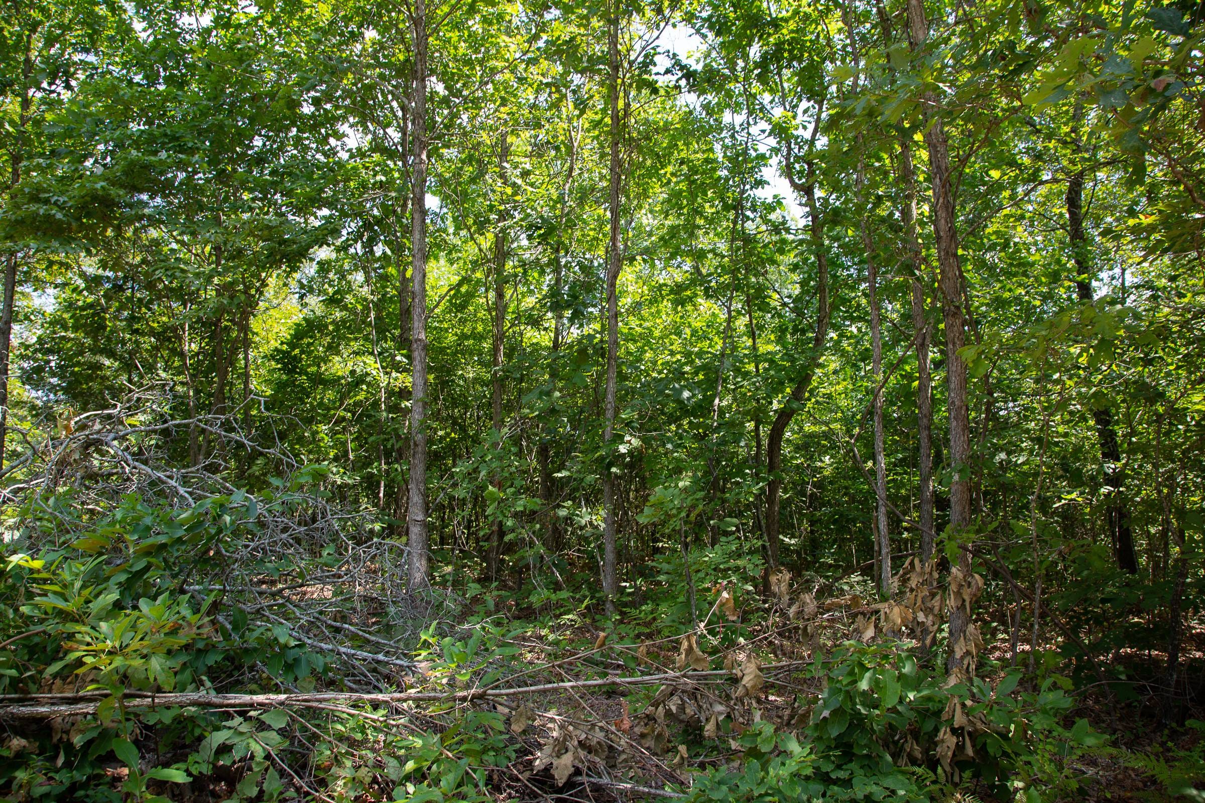 Borgmann’s Hollow Phase I Tract 3 photo 6