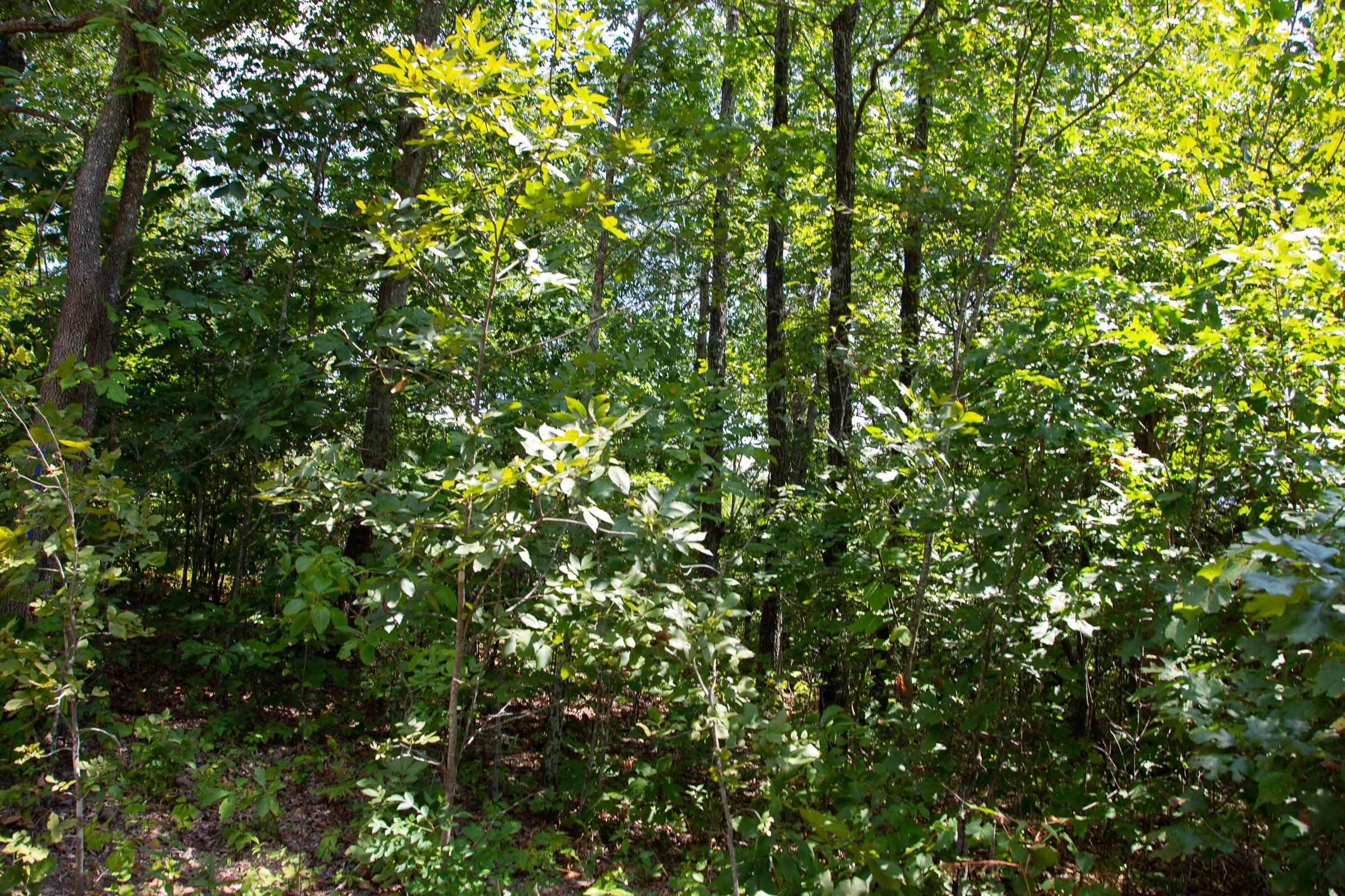 Borgmann’s Hollow Phase I Tract 3 photo 8