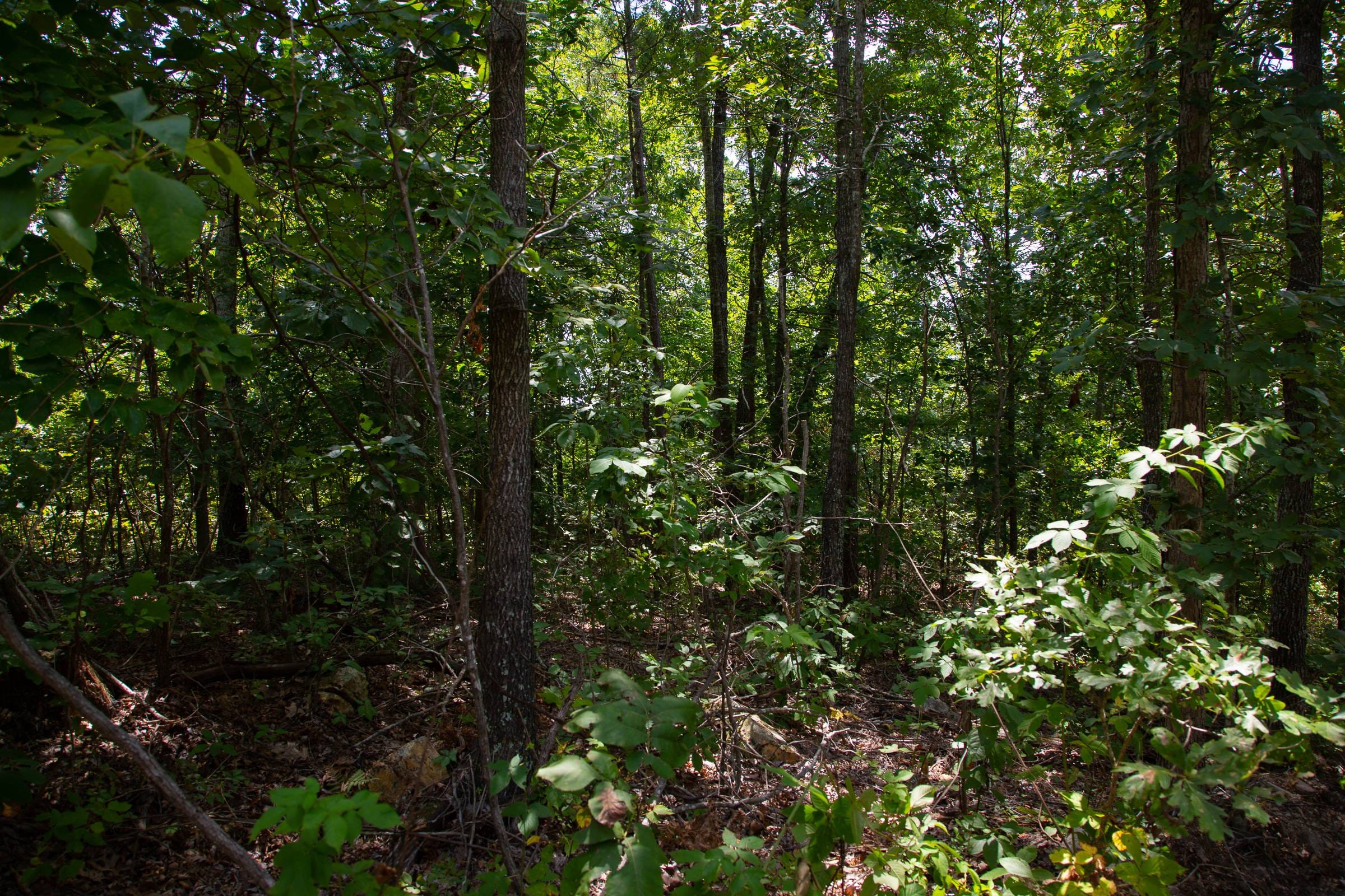Borgmann’s Hollow Phase I Tract 3 photo 10