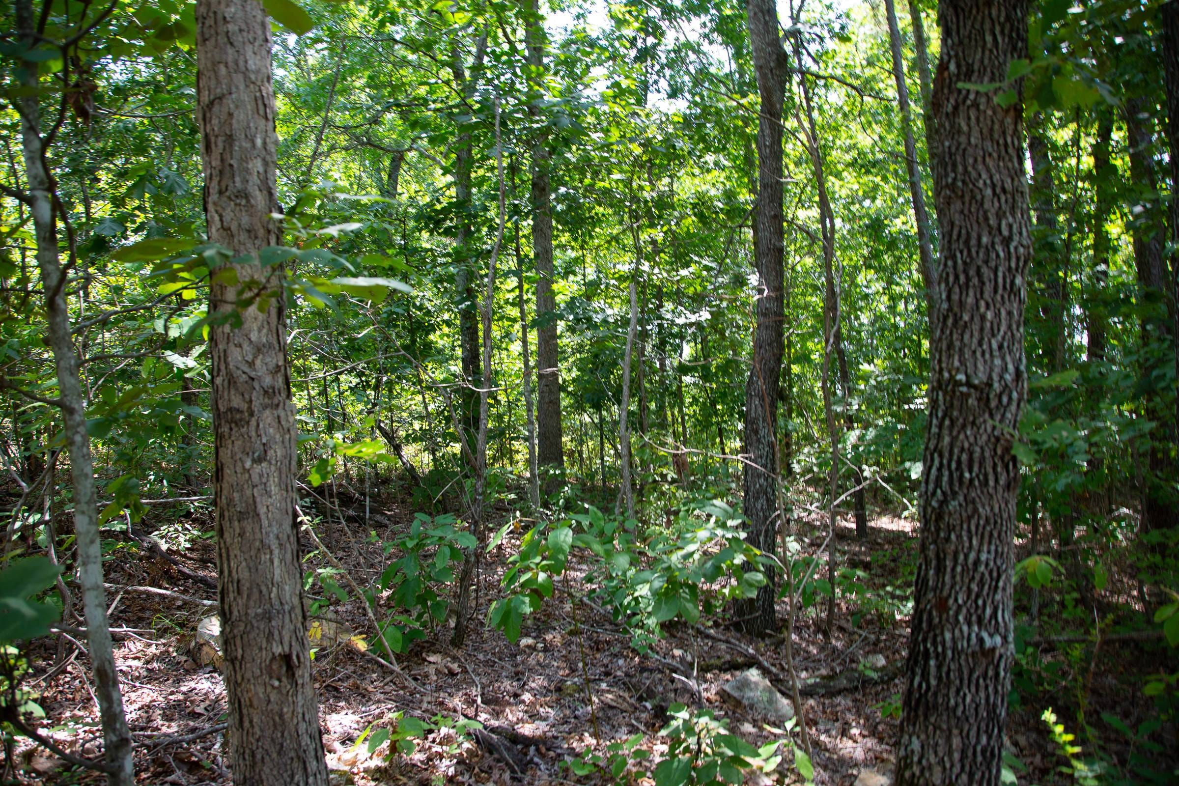 Borgmann’s Hollow Phase I Tract 3 photo 11