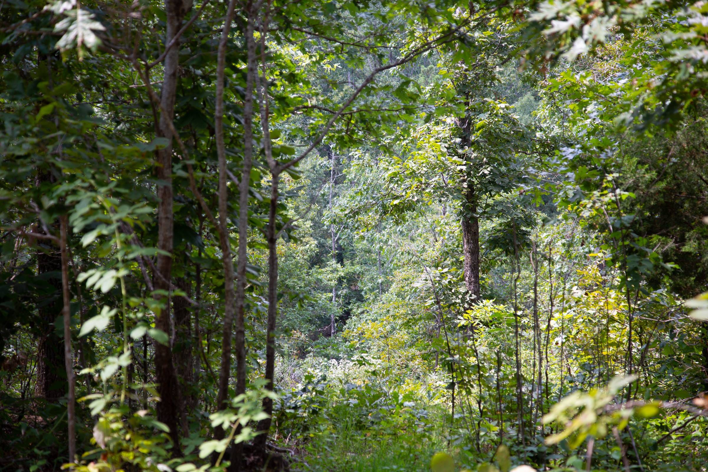 Borgmann’s Hollow Phase I Tract 3 photo 12