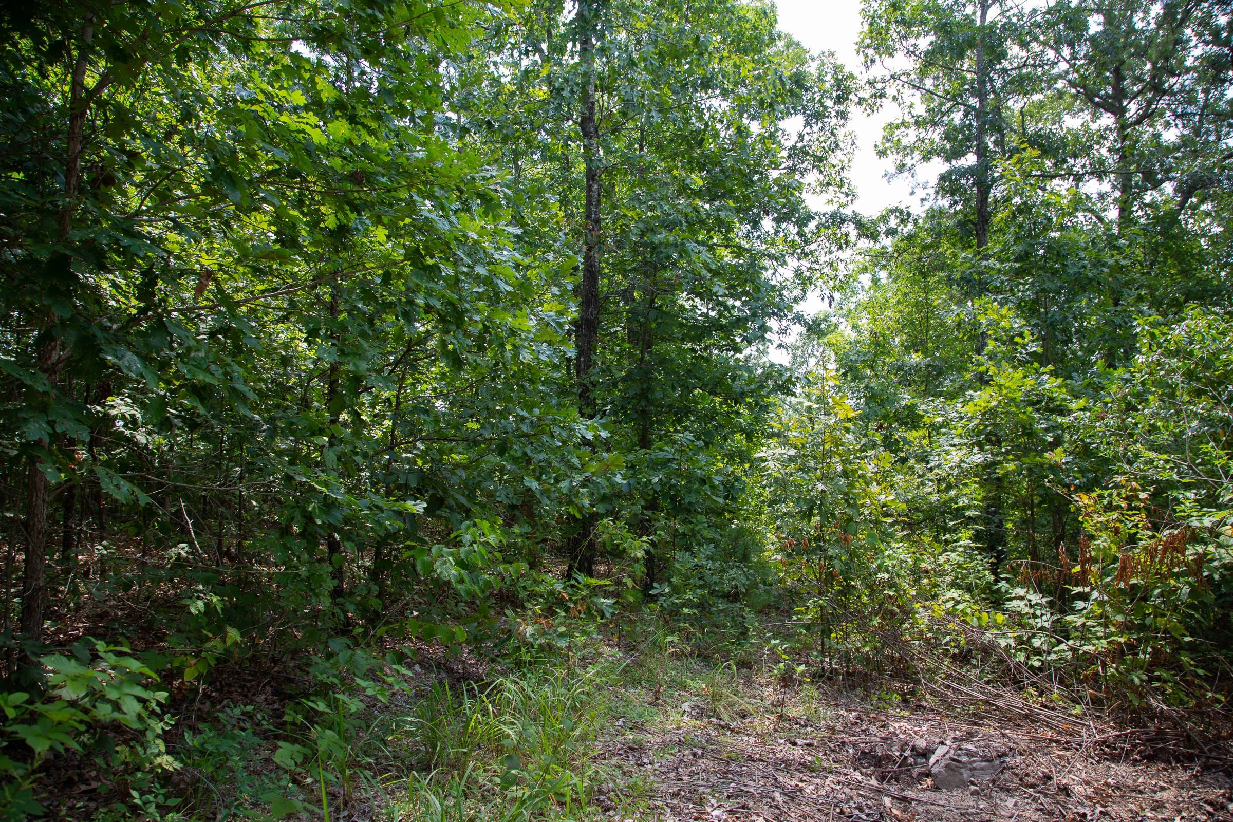 Borgmann’s Hollow Phase I Tract 3 photo 13