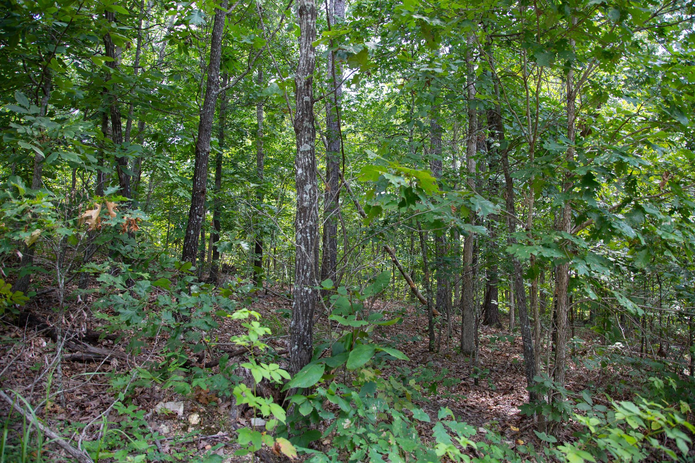 Borgmann’s Hollow Phase I Tract 3 photo 14
