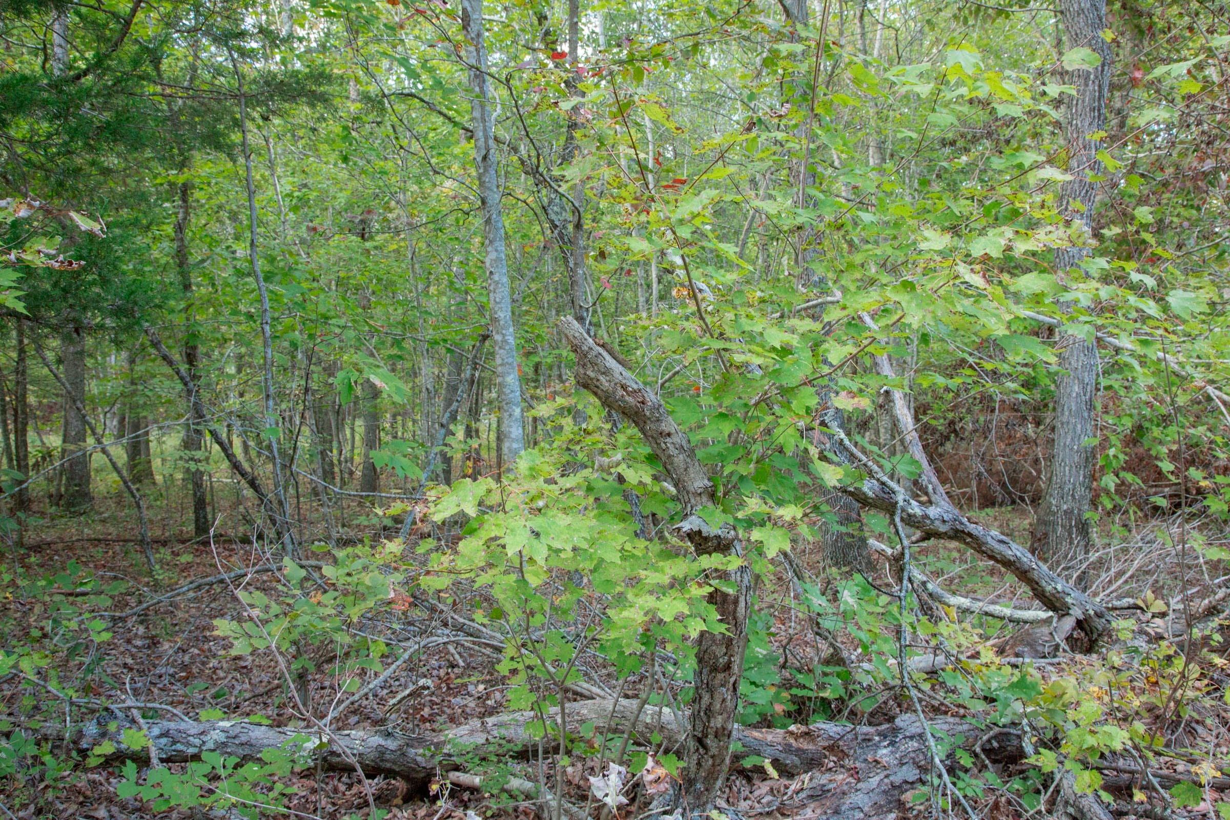 Wagon Wheel Ranch Tract 19 photo 13