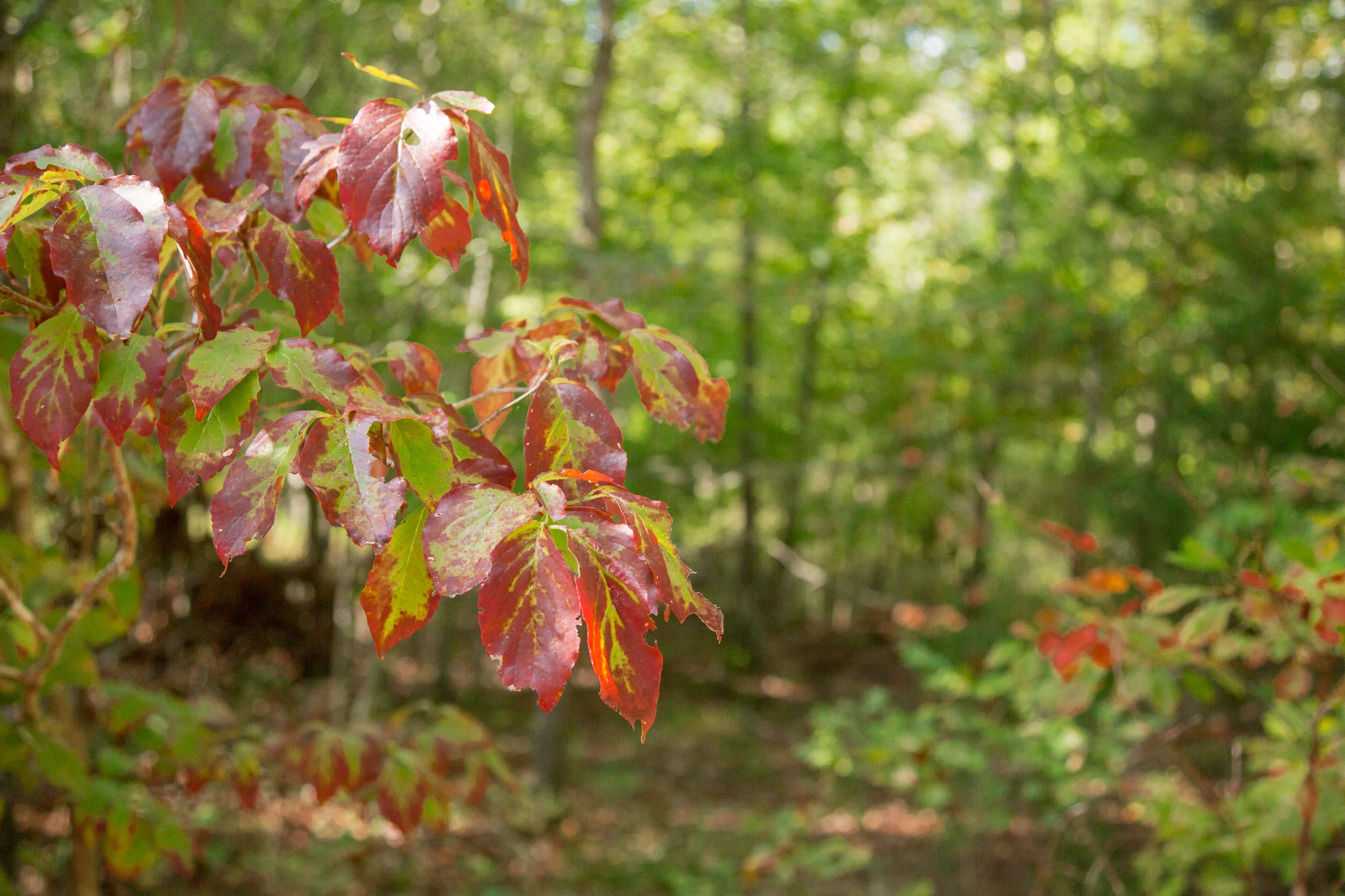 Wagon Wheel Ranch Tract 19 photo 15