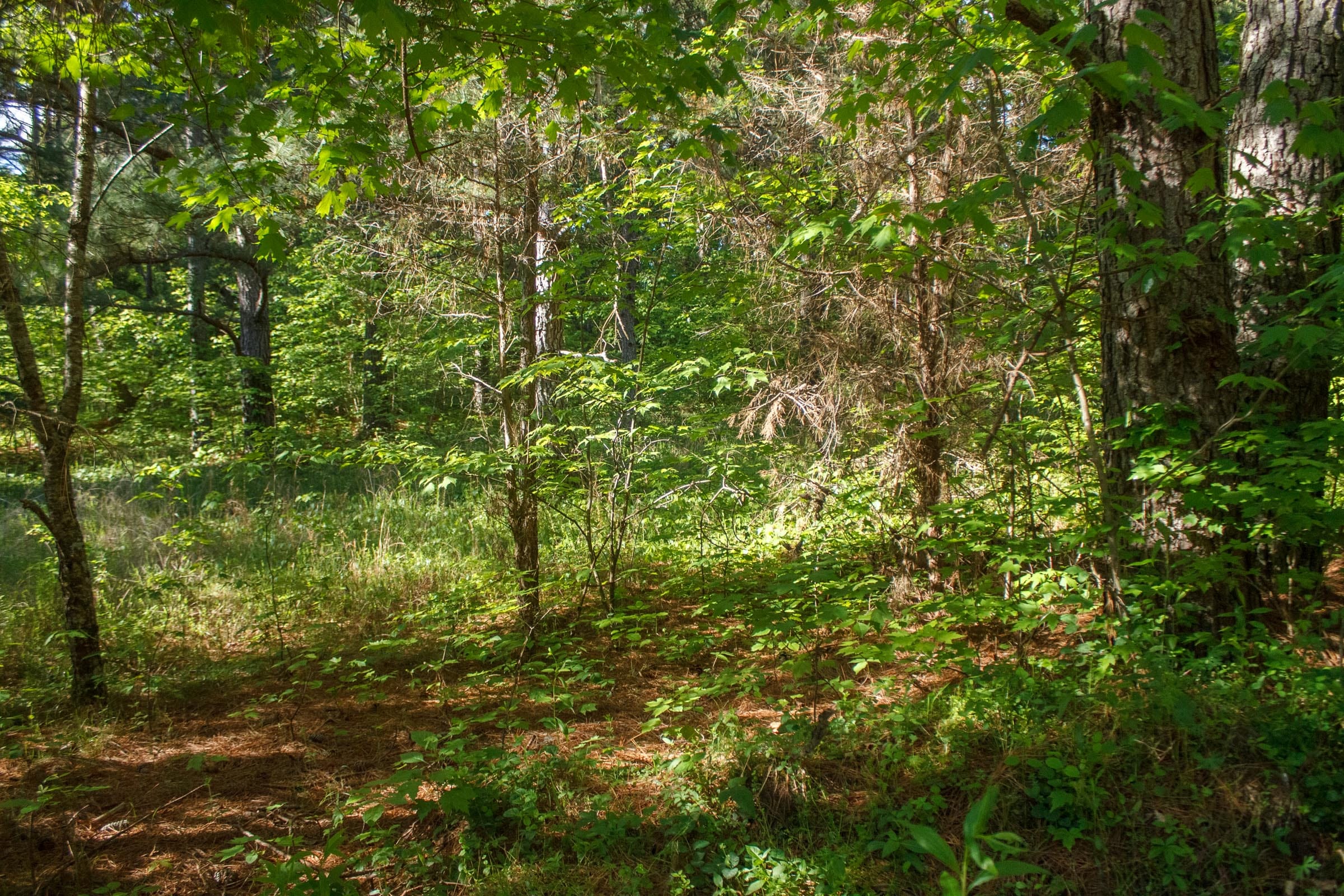 Riverbend Tract 19 photo 5