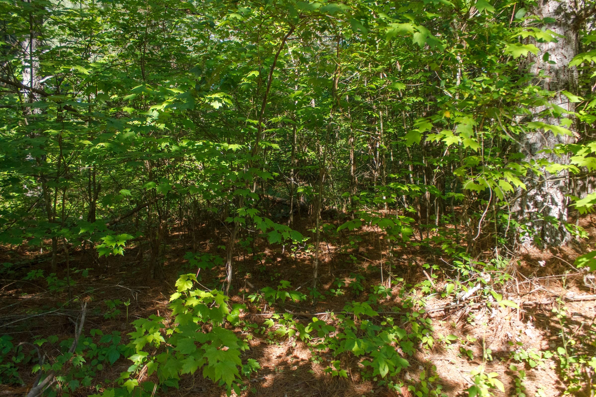 Riverbend Tract 19 photo 6
