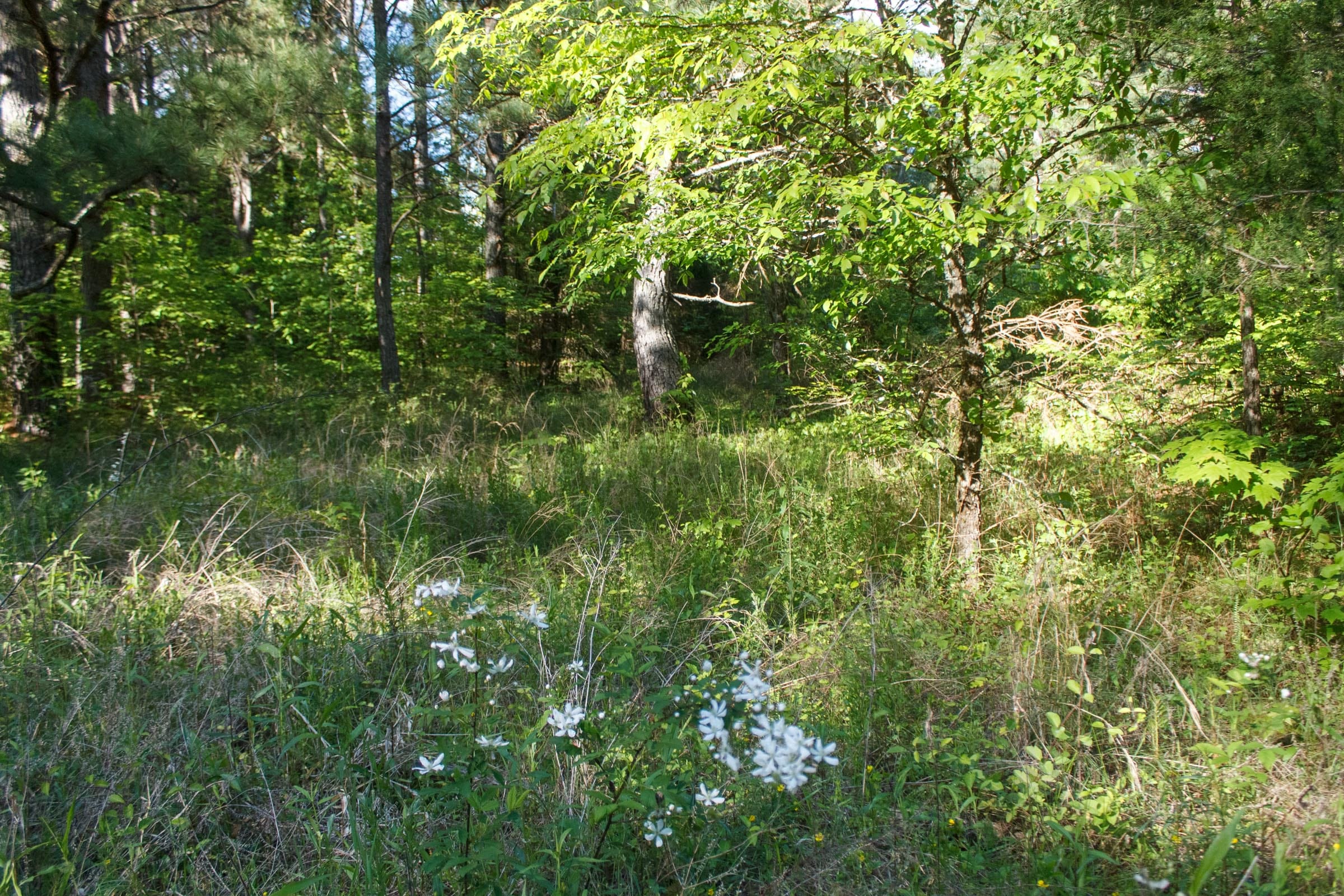 Riverbend Tract 19 photo 7