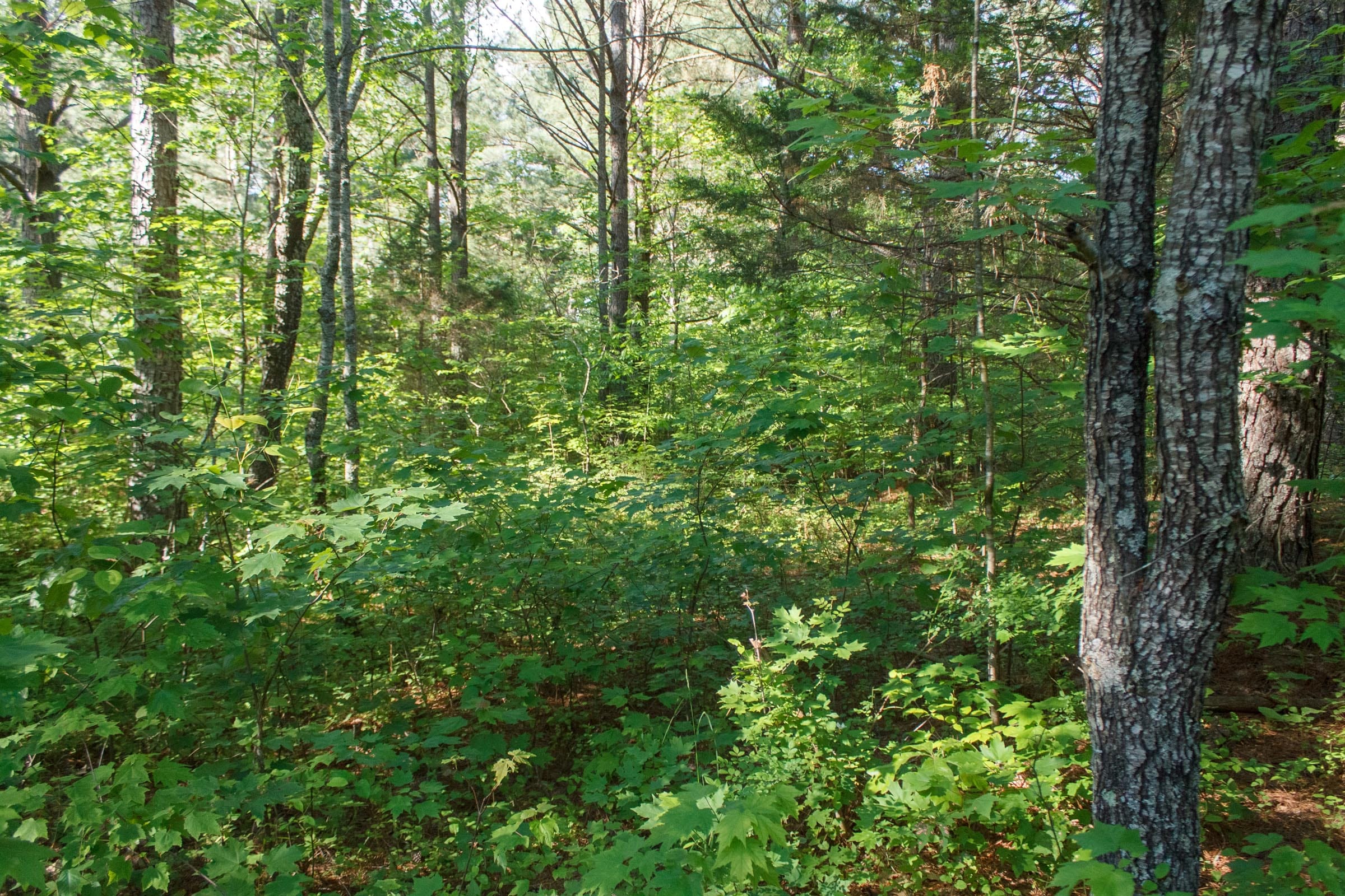 Riverbend Tract 19 photo 9