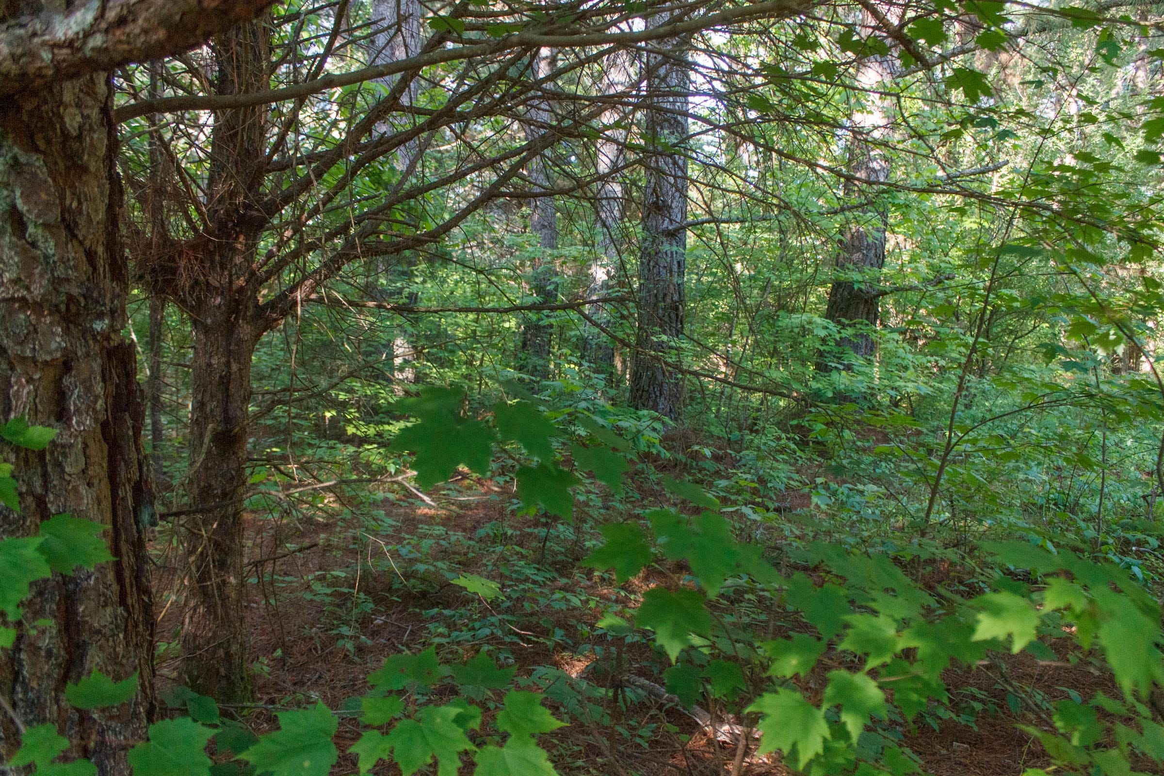 Riverbend Tract 19 photo 10