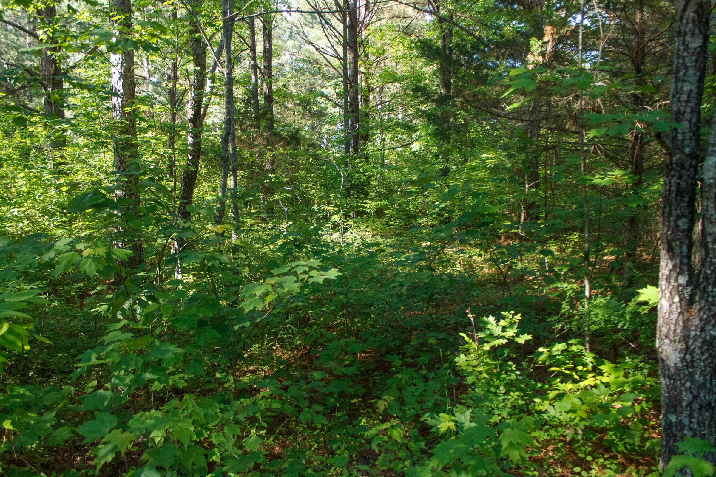 Riverbend Tract 19 photo 13