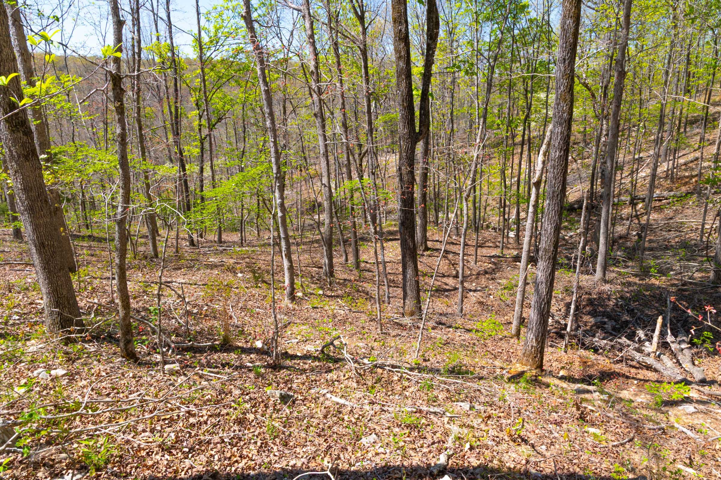 Lazybrook Tract 13 photo 7