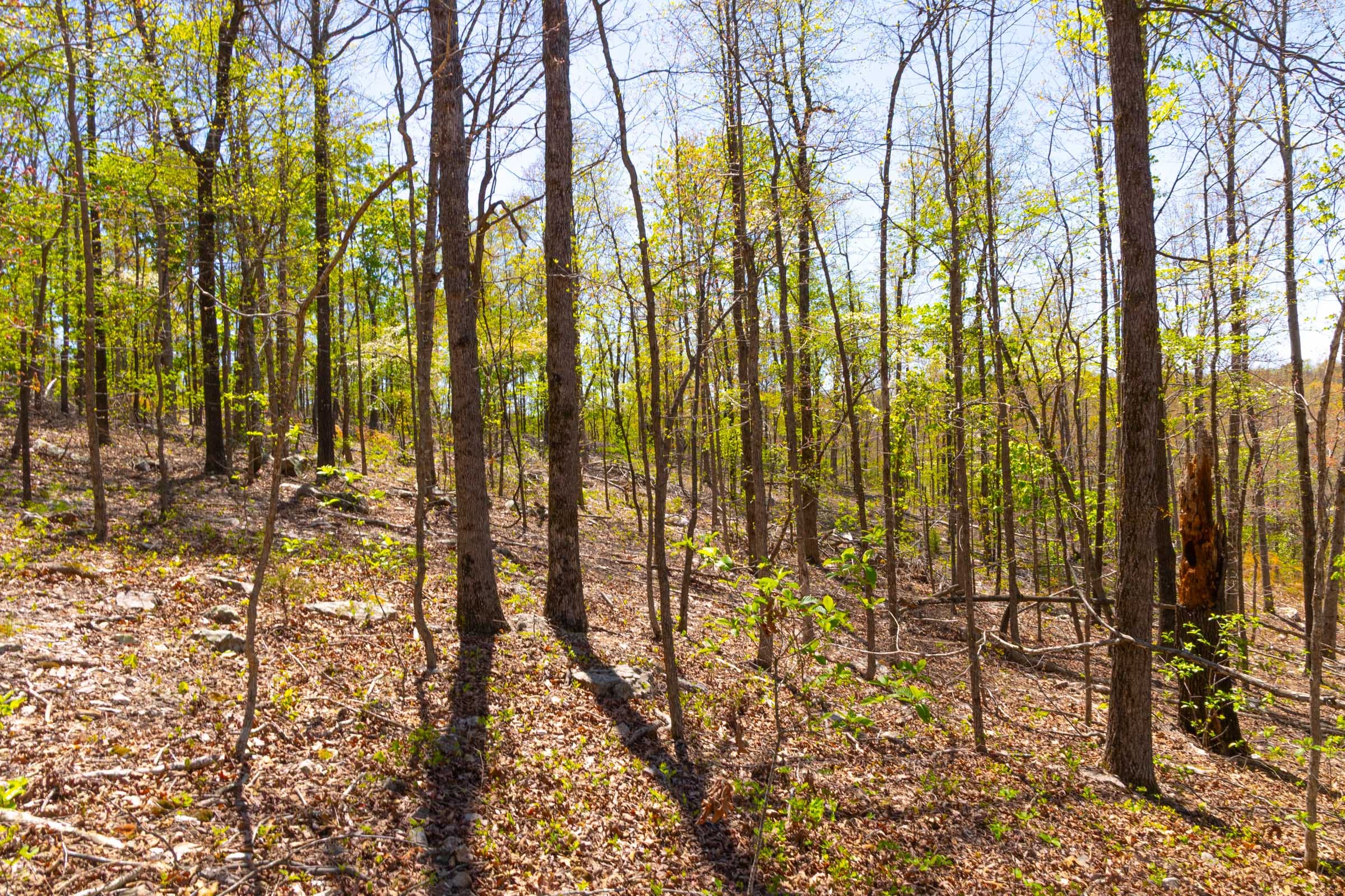Lazybrook Tract 13 photo 6