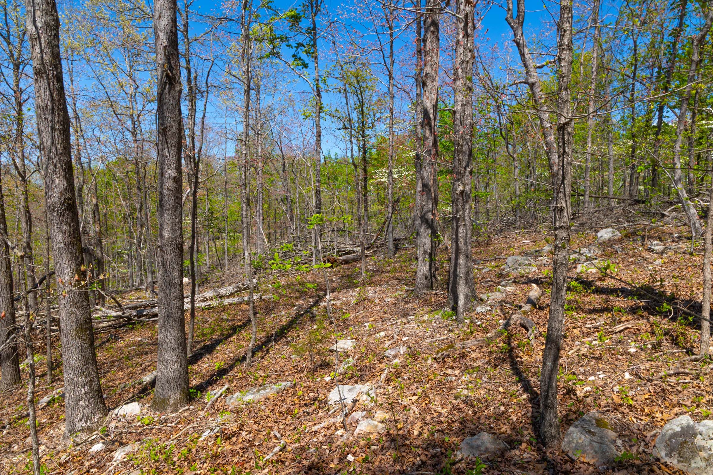 Lazybrook Tract 13 photo 8