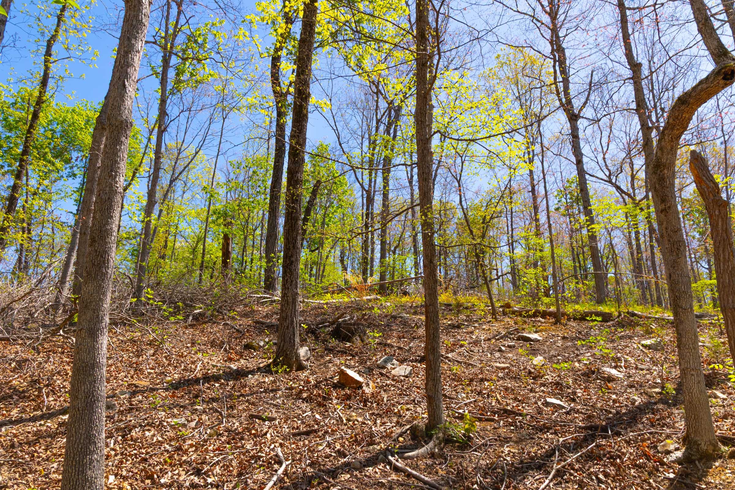Lazybrook Tract 13 photo 11
