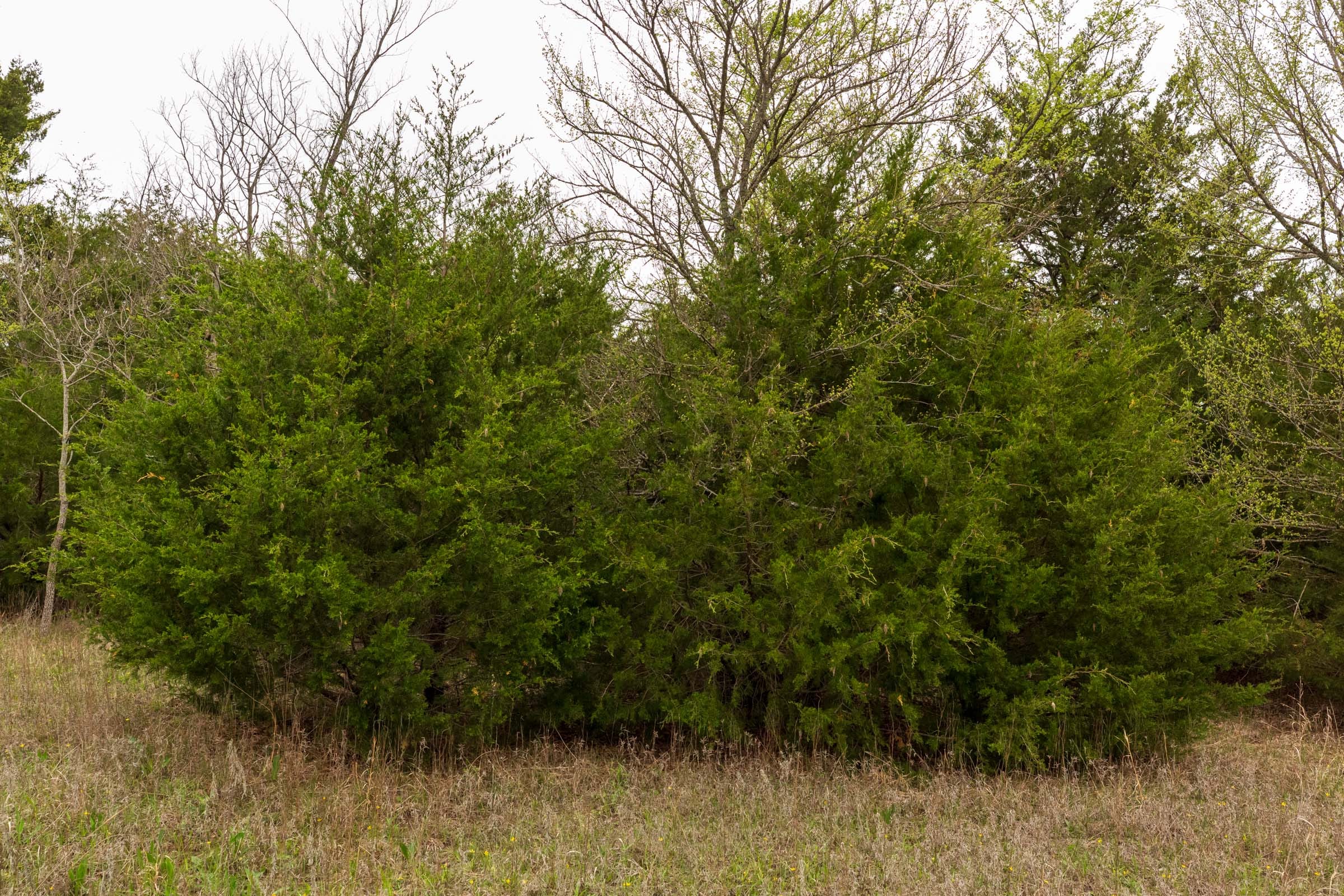 Moonrise Meadows Tract 13 photo 7